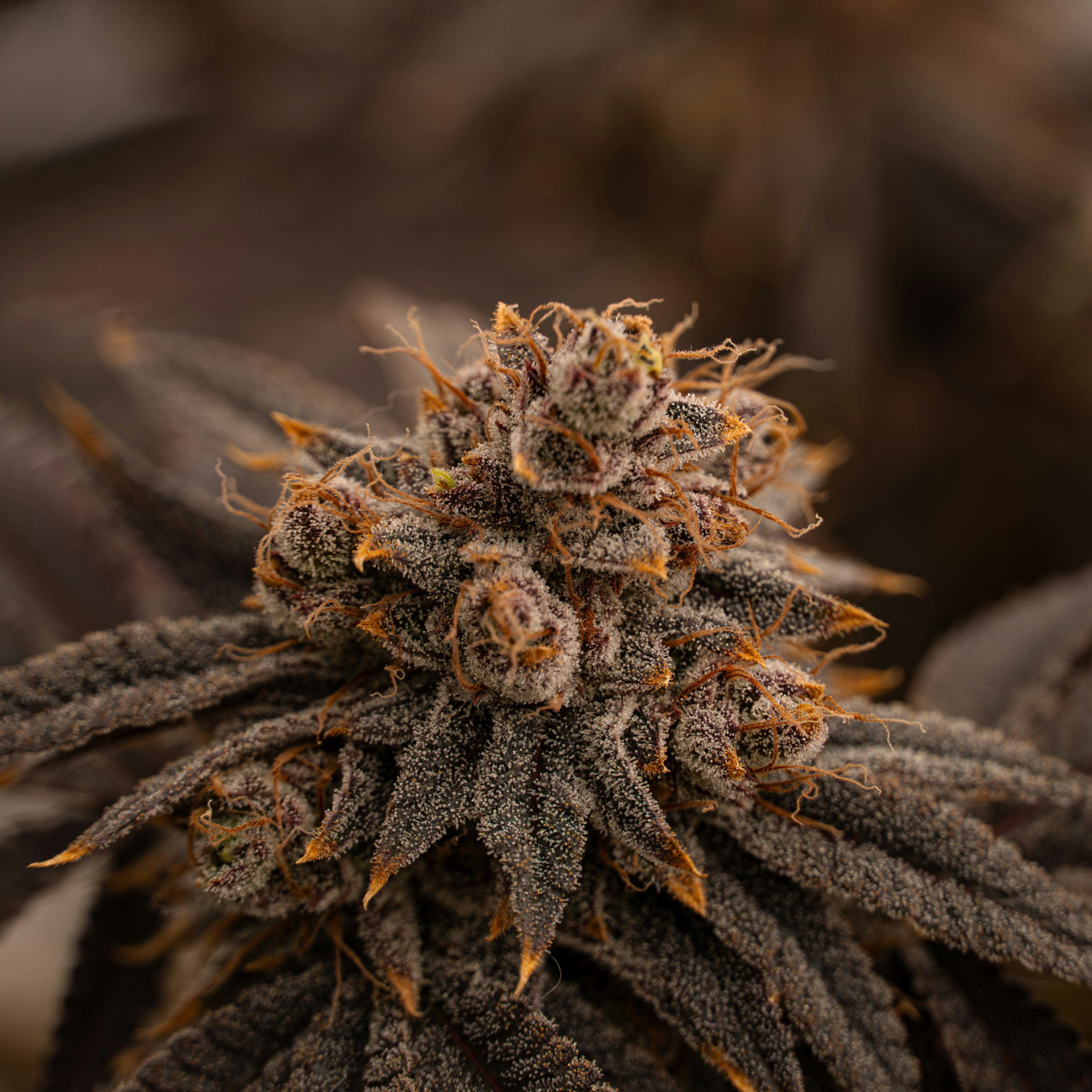 Macro view of a dark purple cannabis flower with orange pistils and trichomes