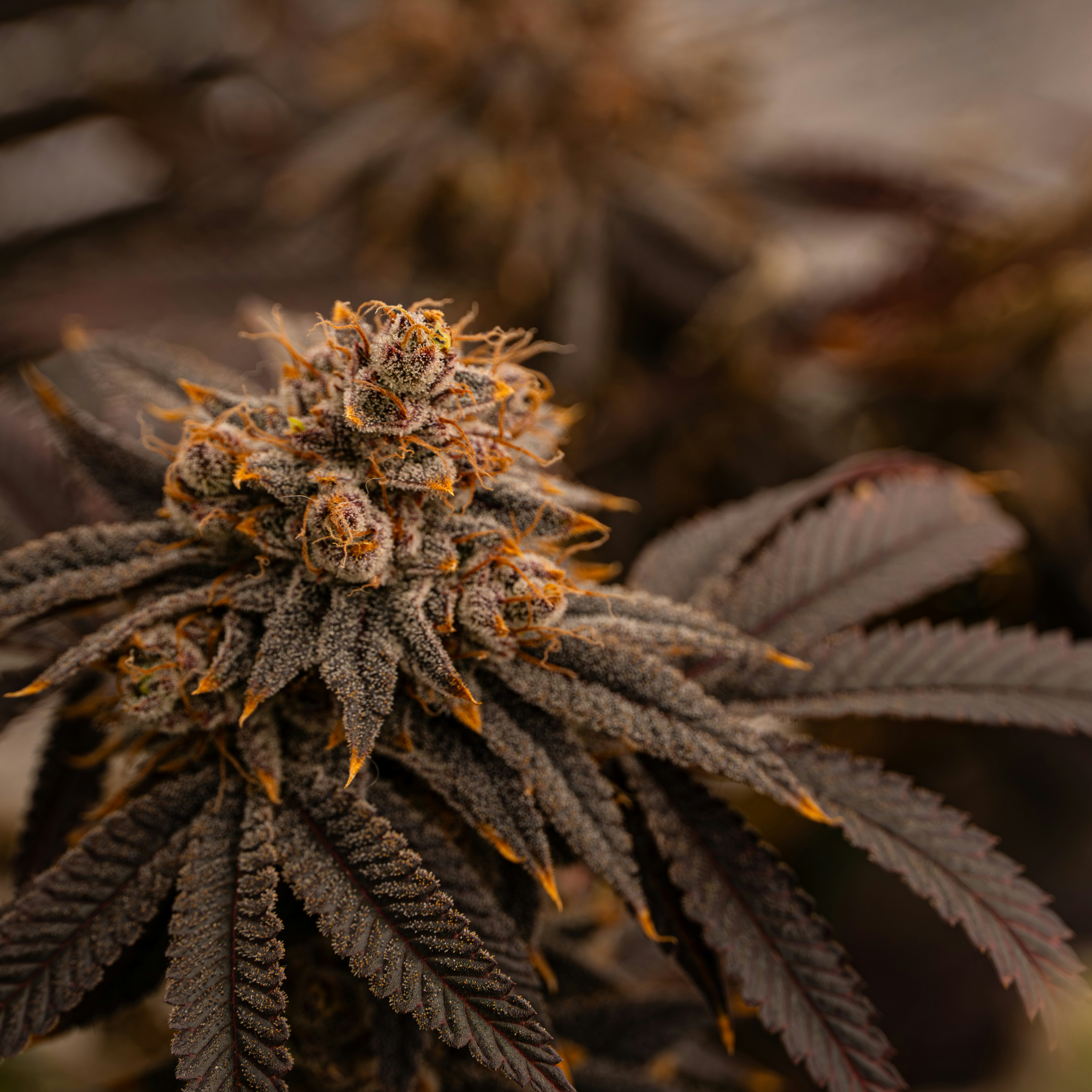 A dark purple cannabis flower with orange pistils and crystalline trichomes
