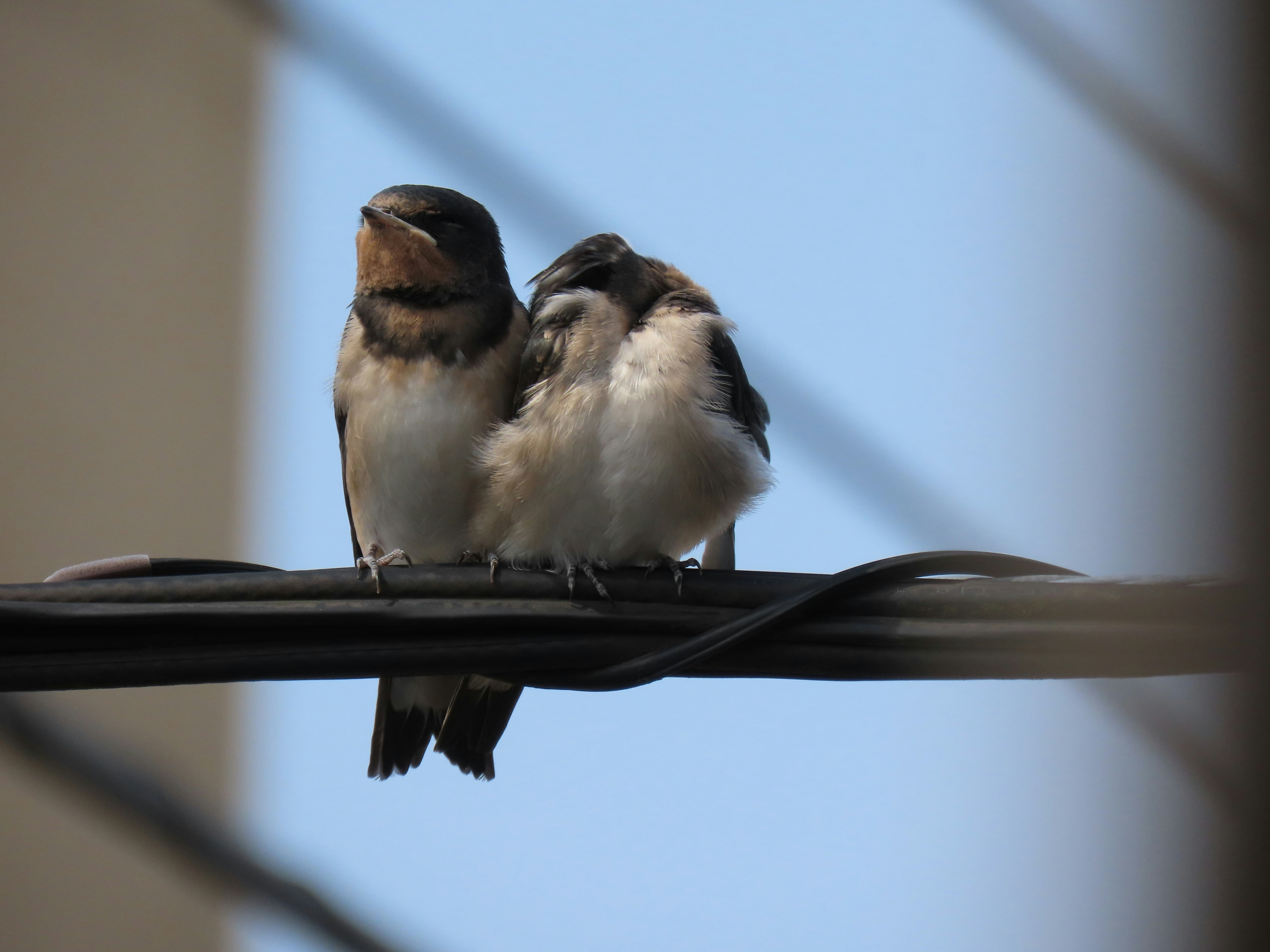 Two barn swallows perched together on a black electrical wire against a blue sky