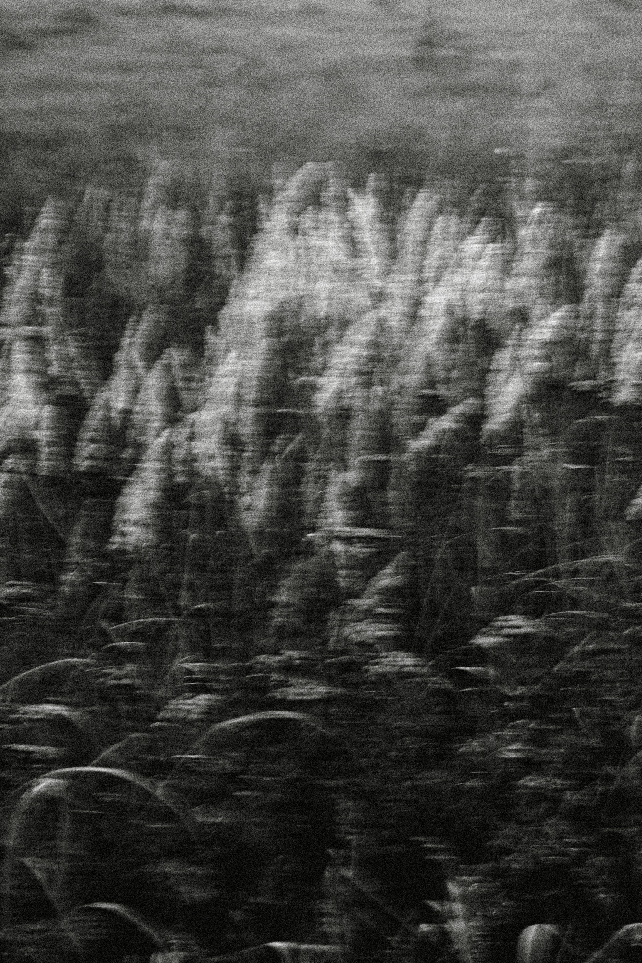 Tall grasses with feathery plumes in a black and white motion blur