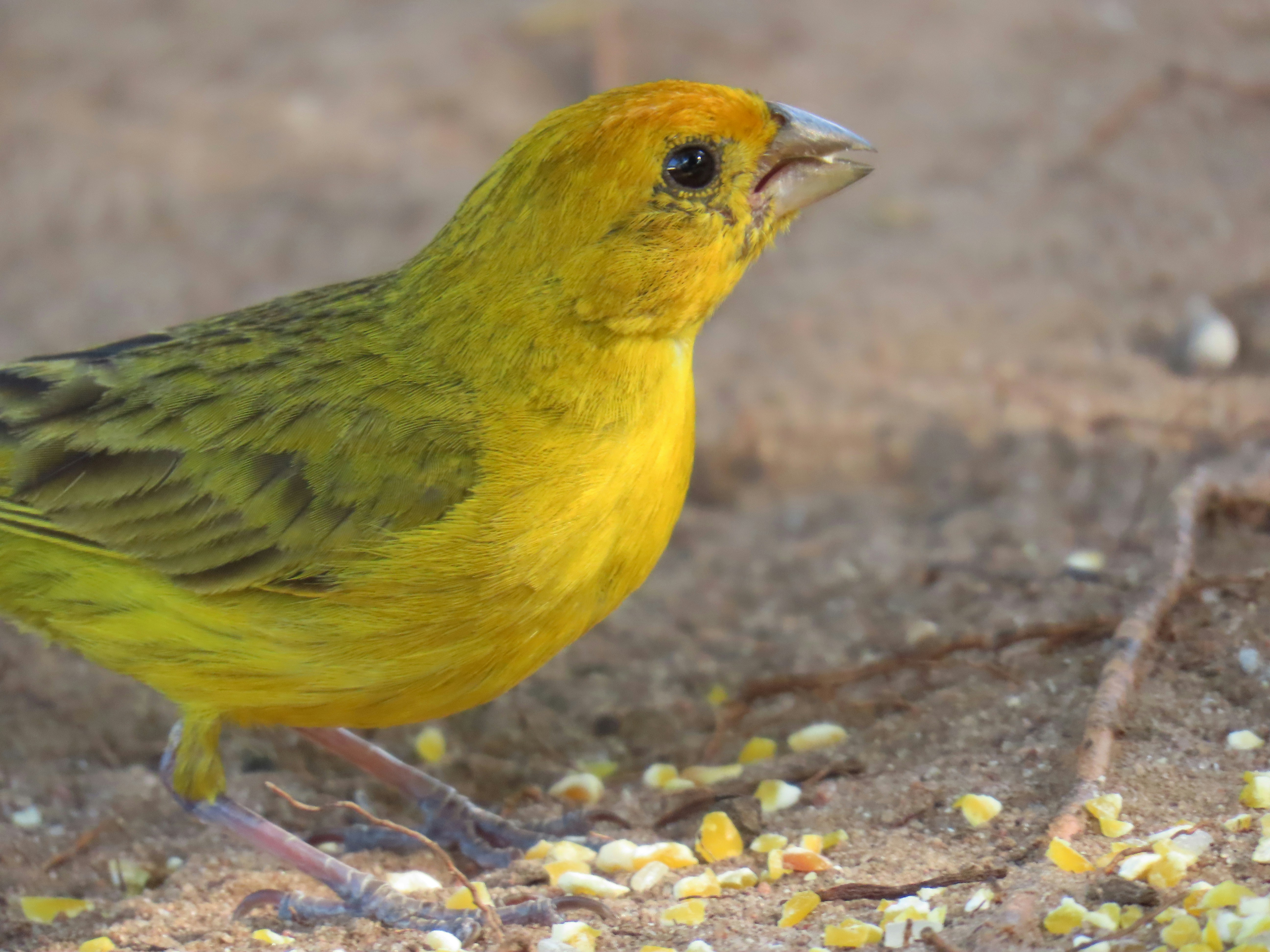 A yellow saffron finch foraging for scattered seeds on the sandy ground