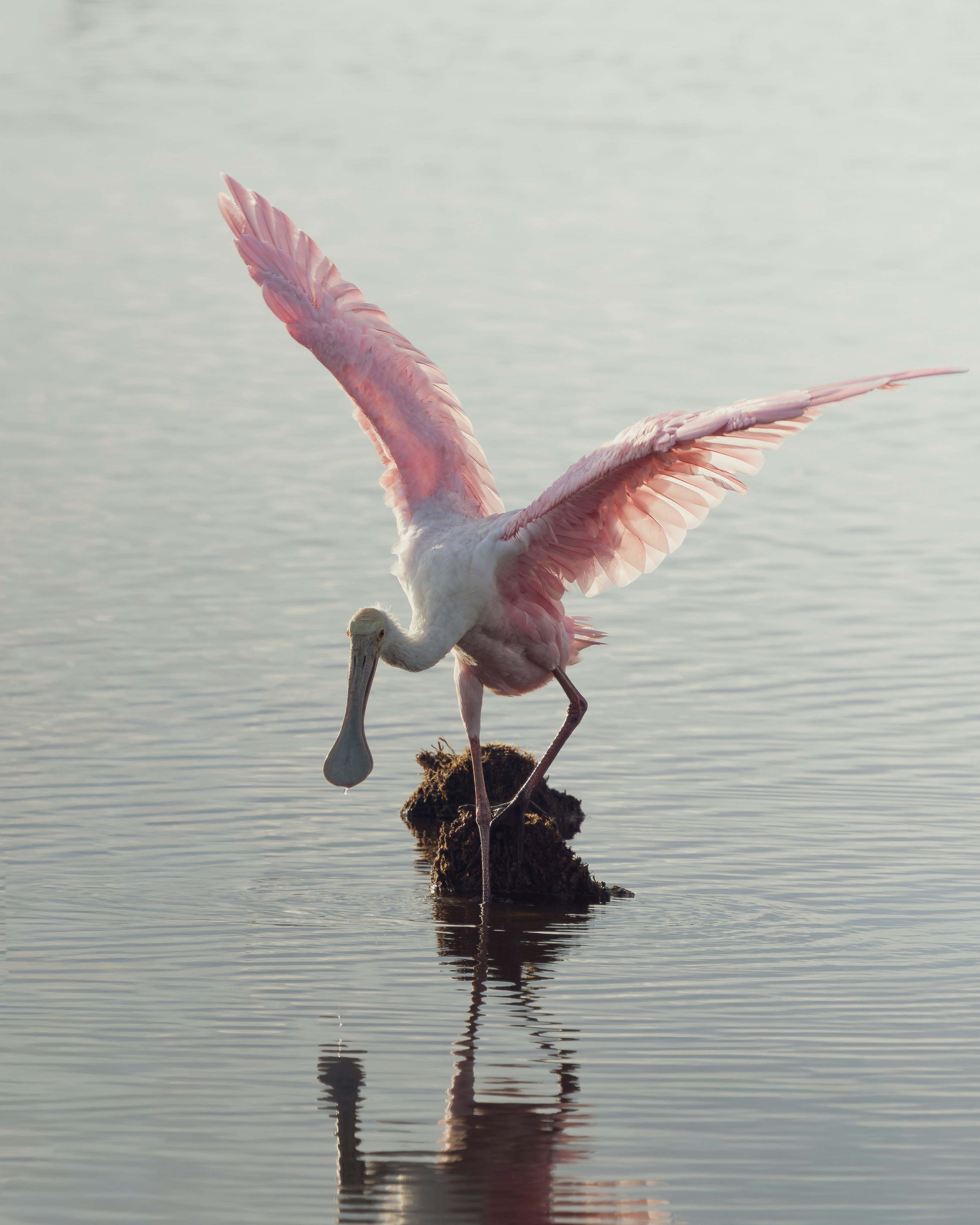 A roseate spoonbill with wings spread wide standing on a small muddy mound