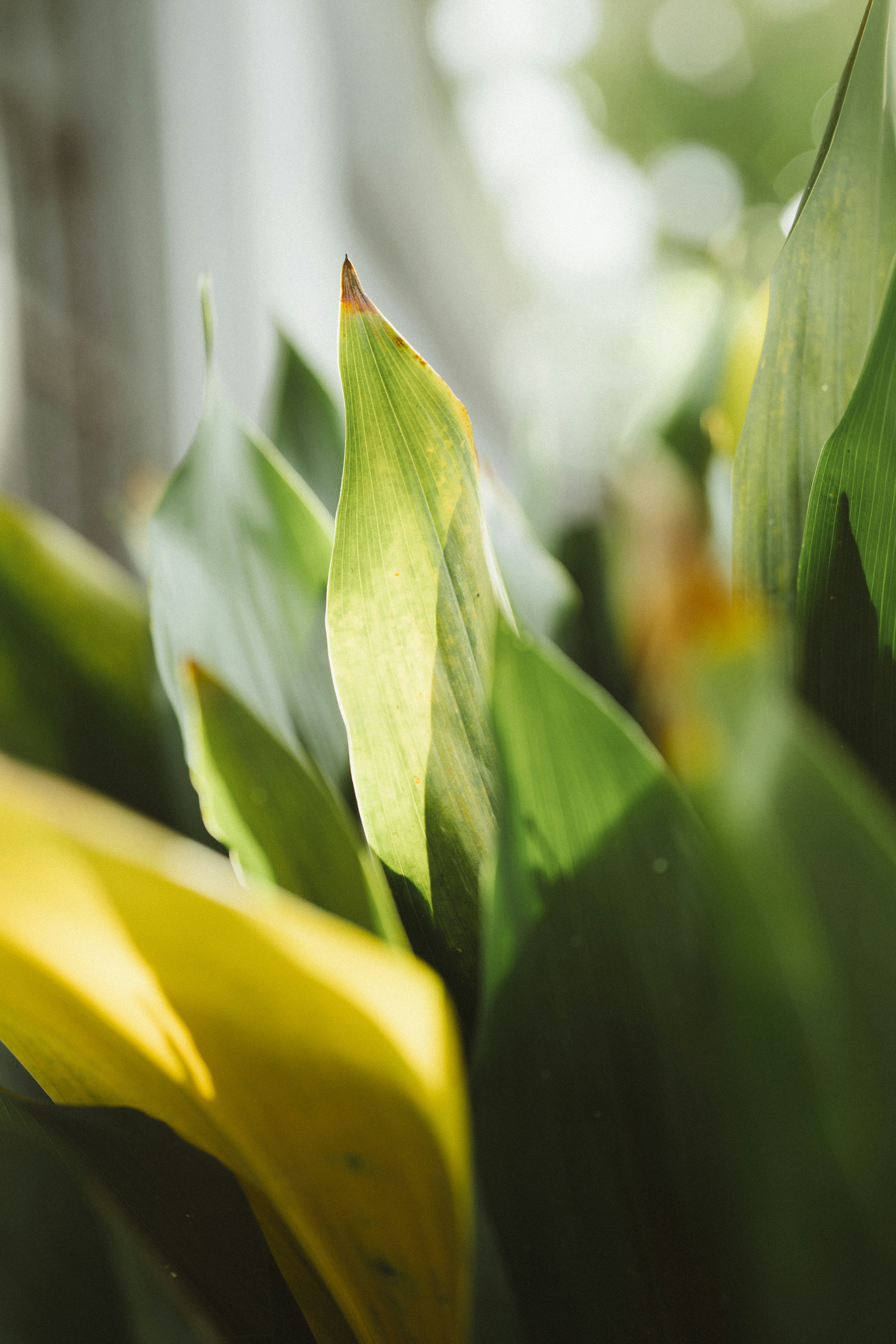 Sunlit green leaves with yellow edges in a close-up view