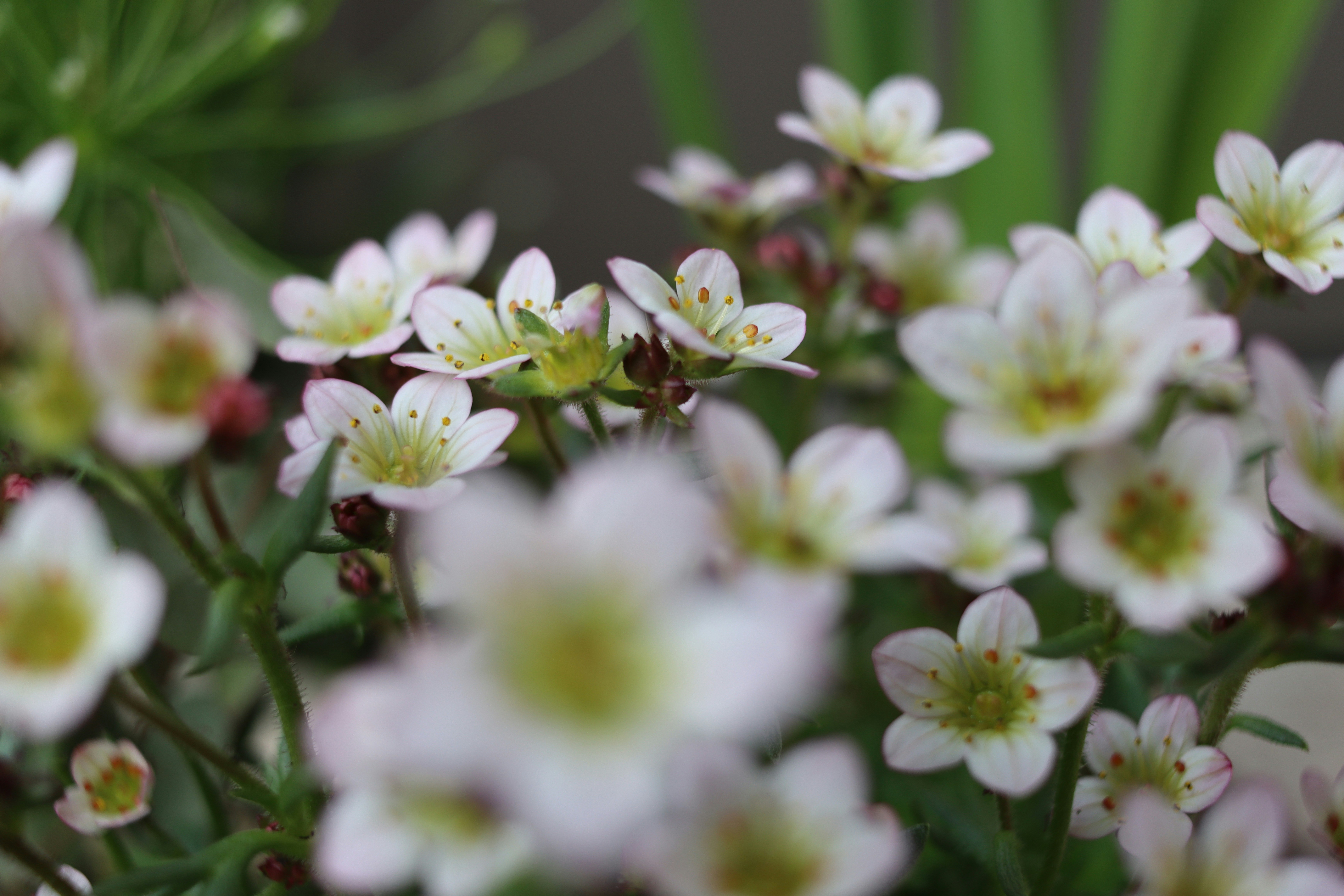 Piccoli fiori bianchi con centri gialli e bordi rosa in un giardino
