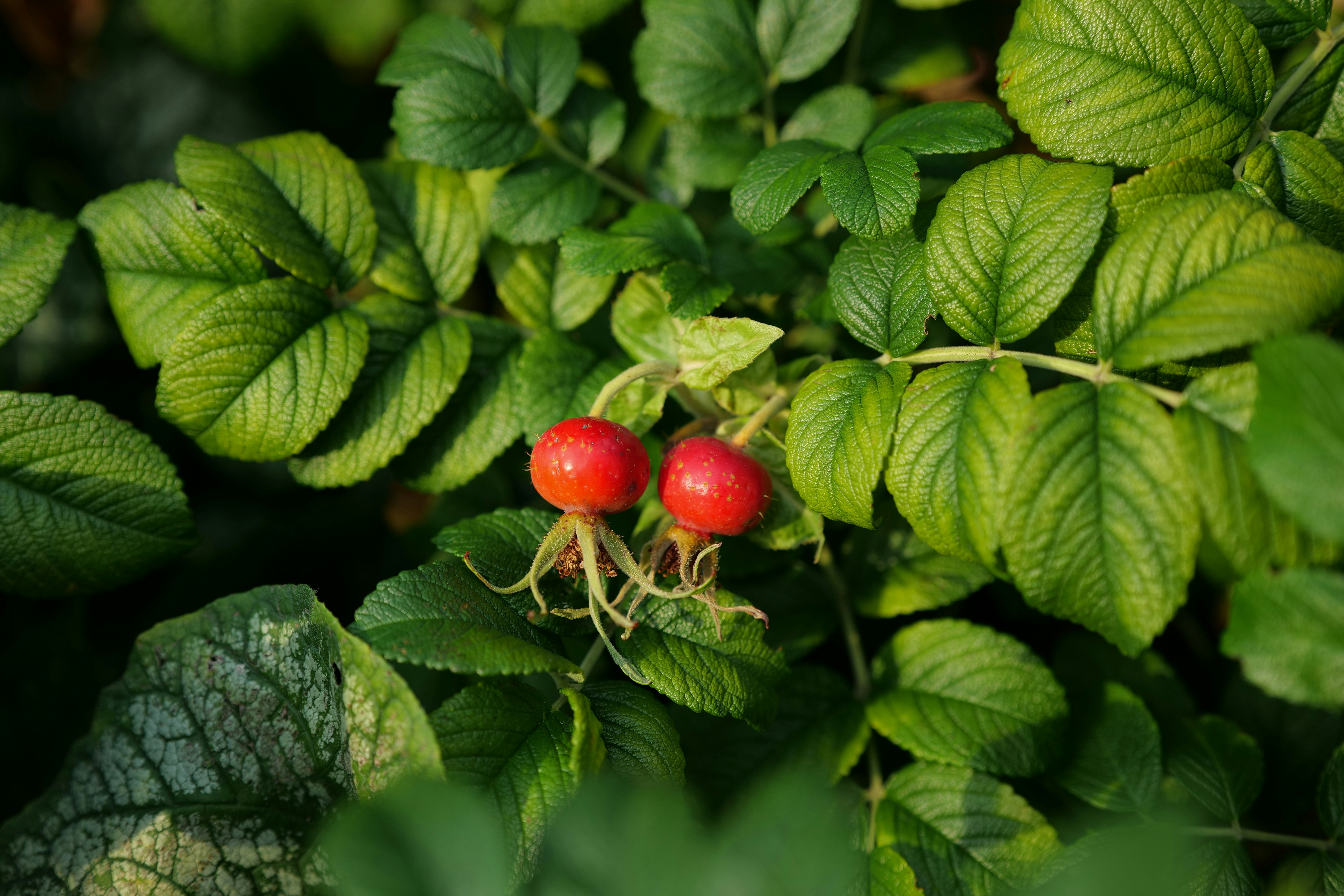 Two bright red rose hips nestled among vibrant green serrated leaves