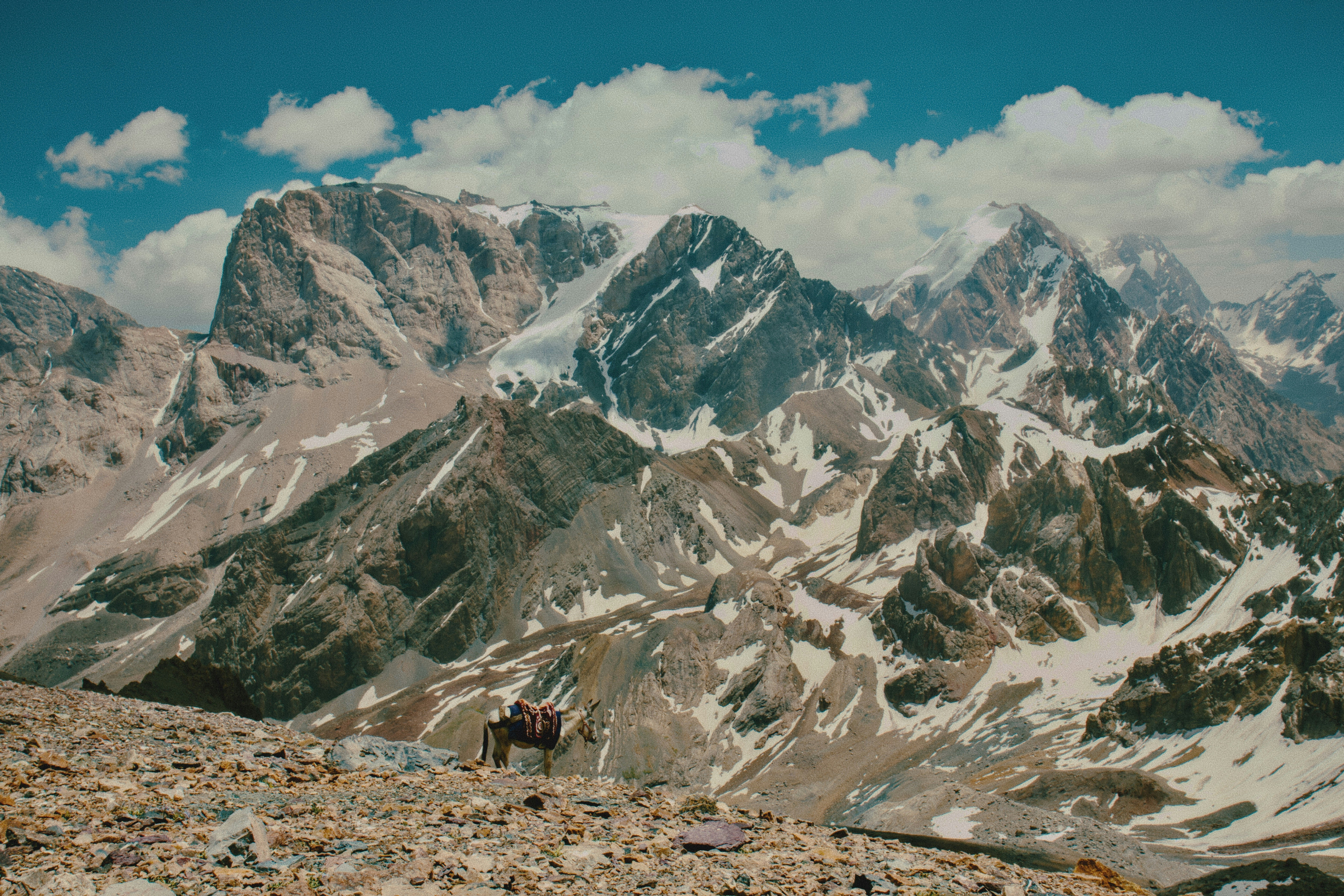 A pack donkey on a rocky mountain slope before a vast snow-capped range