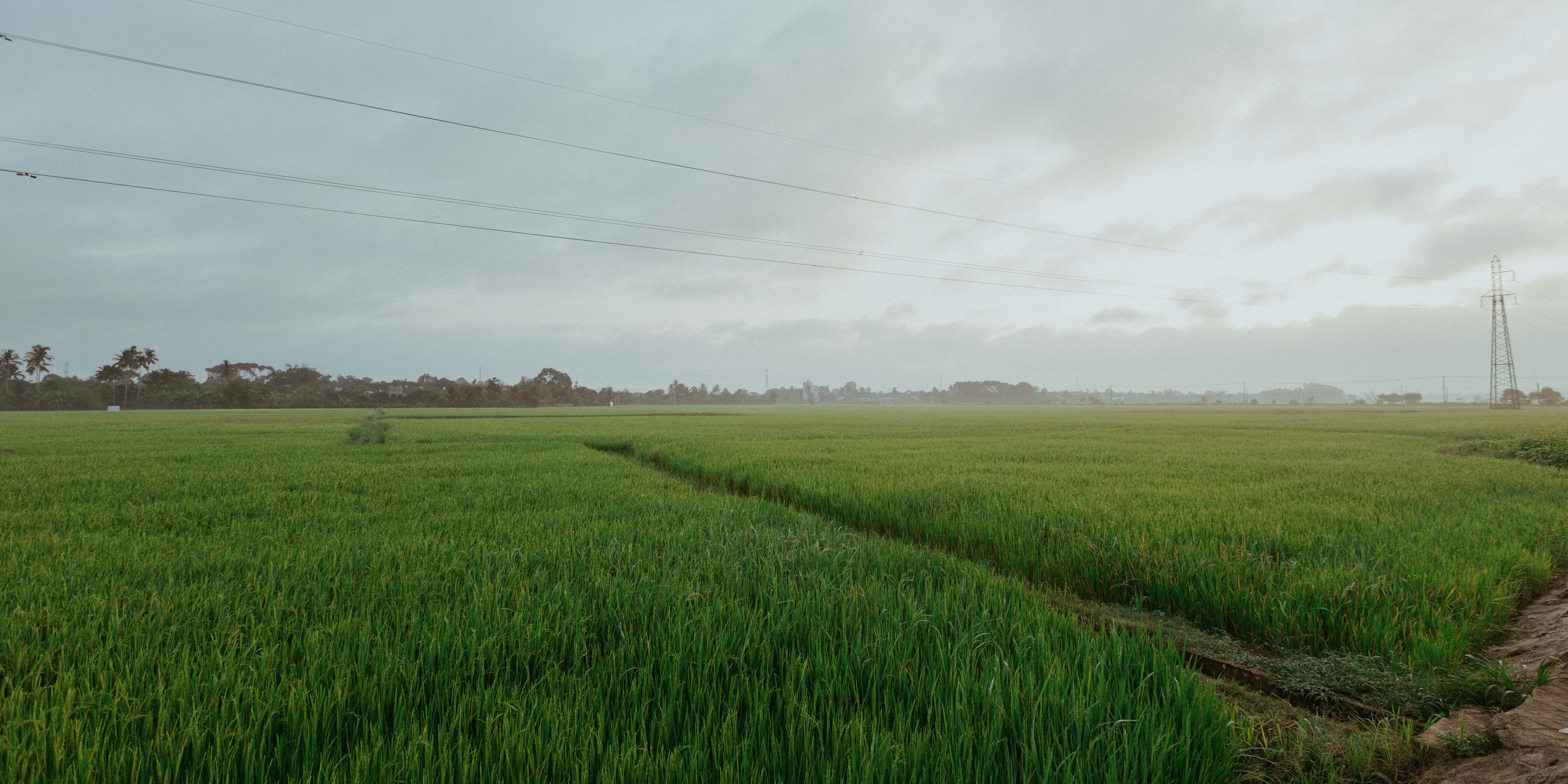 Un vasto campo di riso verde sotto un cielo nuvoloso con linee elettriche aeree