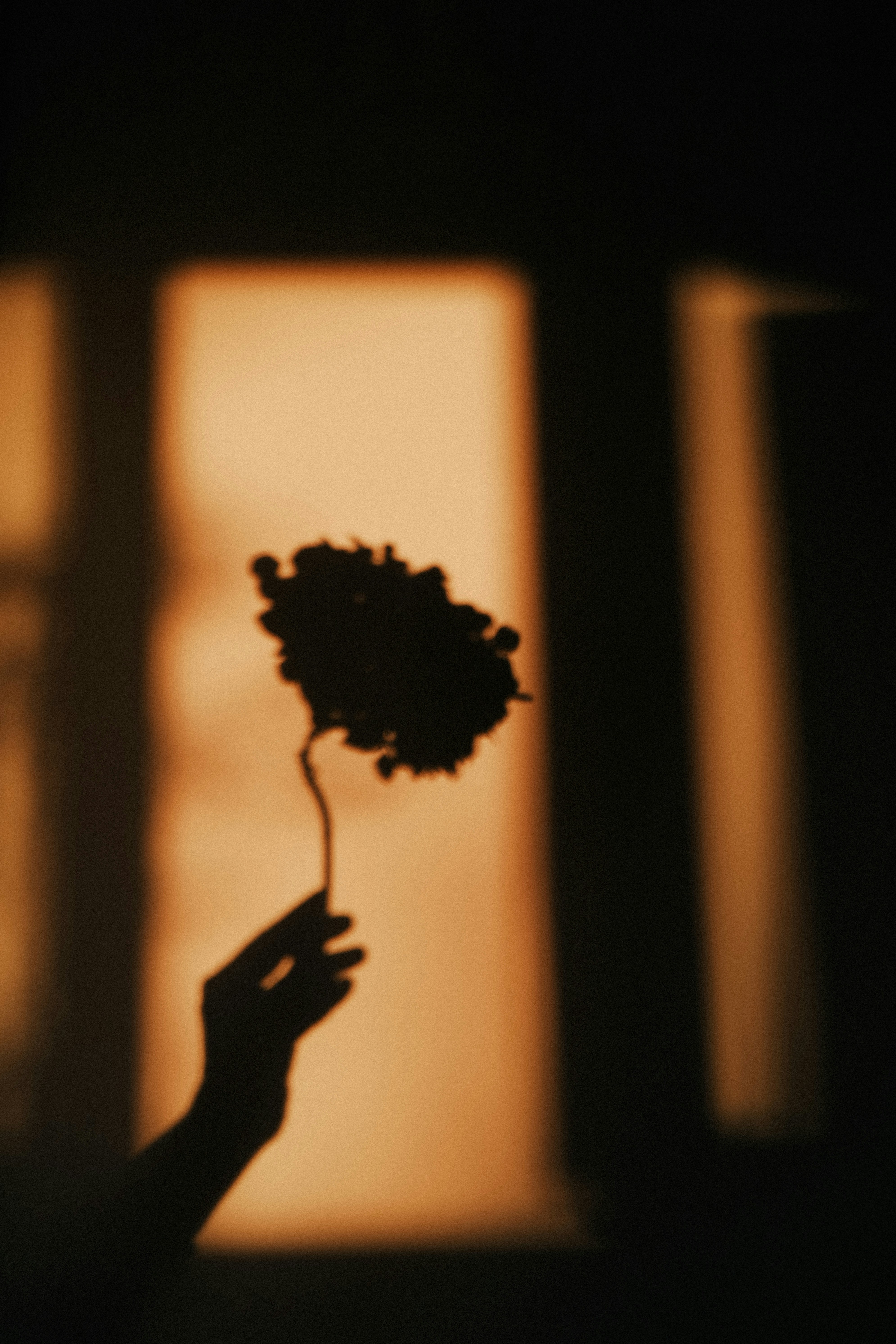 A hand holding a flower in silhouette against a warm orange light
