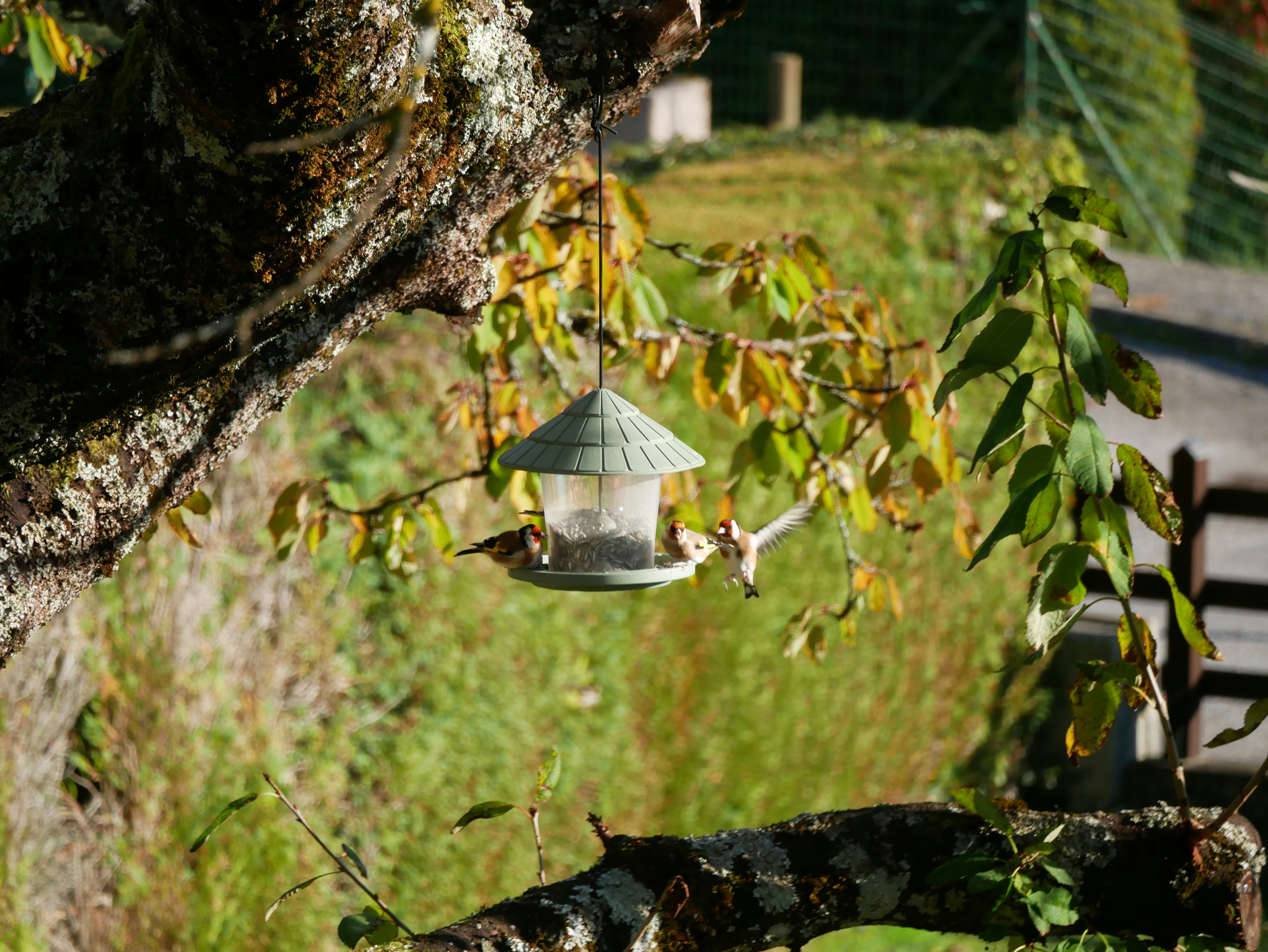 Three goldfinches at a hanging bird feeder suspended from a mossy tree branch