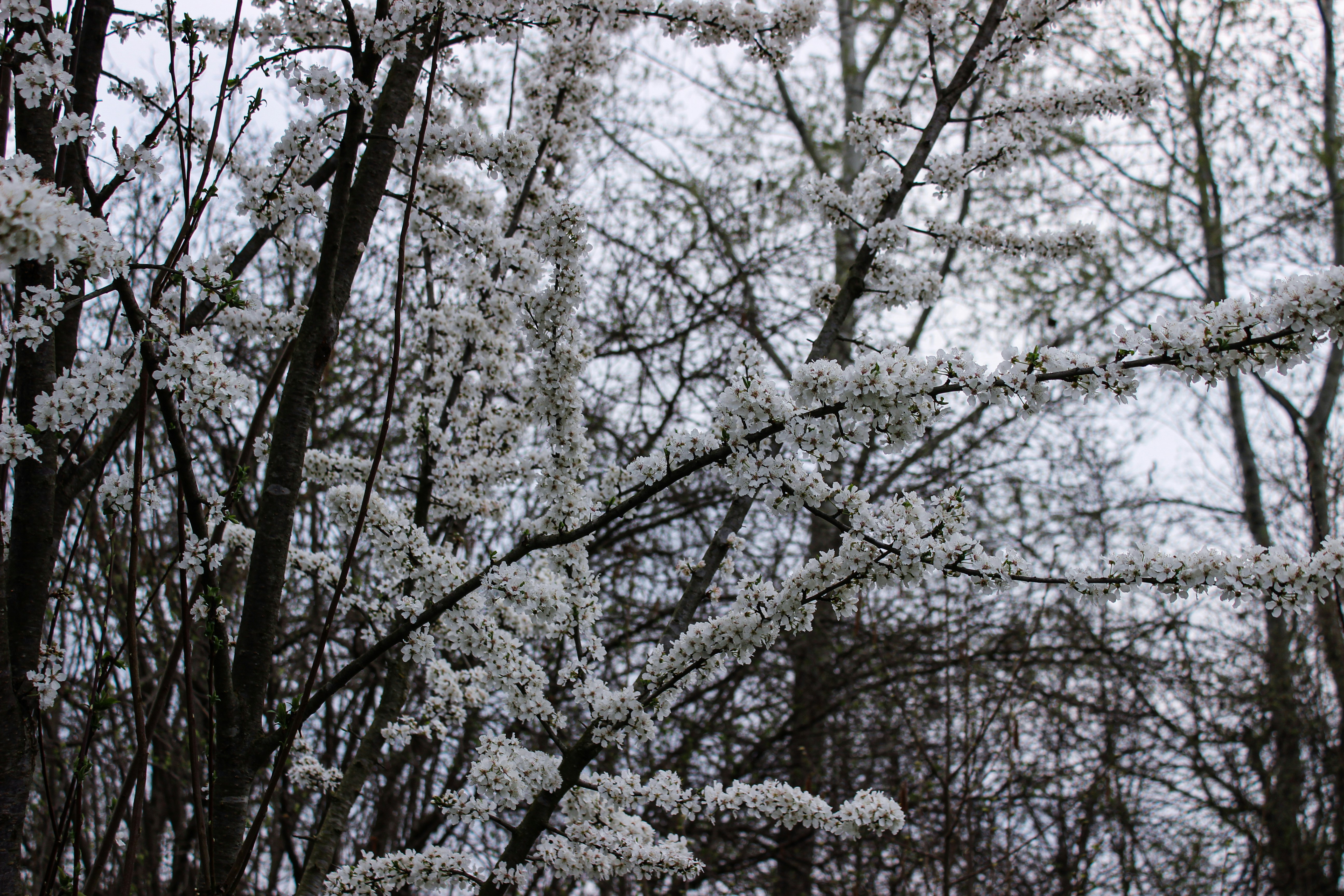 White blossoms covering the thin branches of a tree against a grey sky