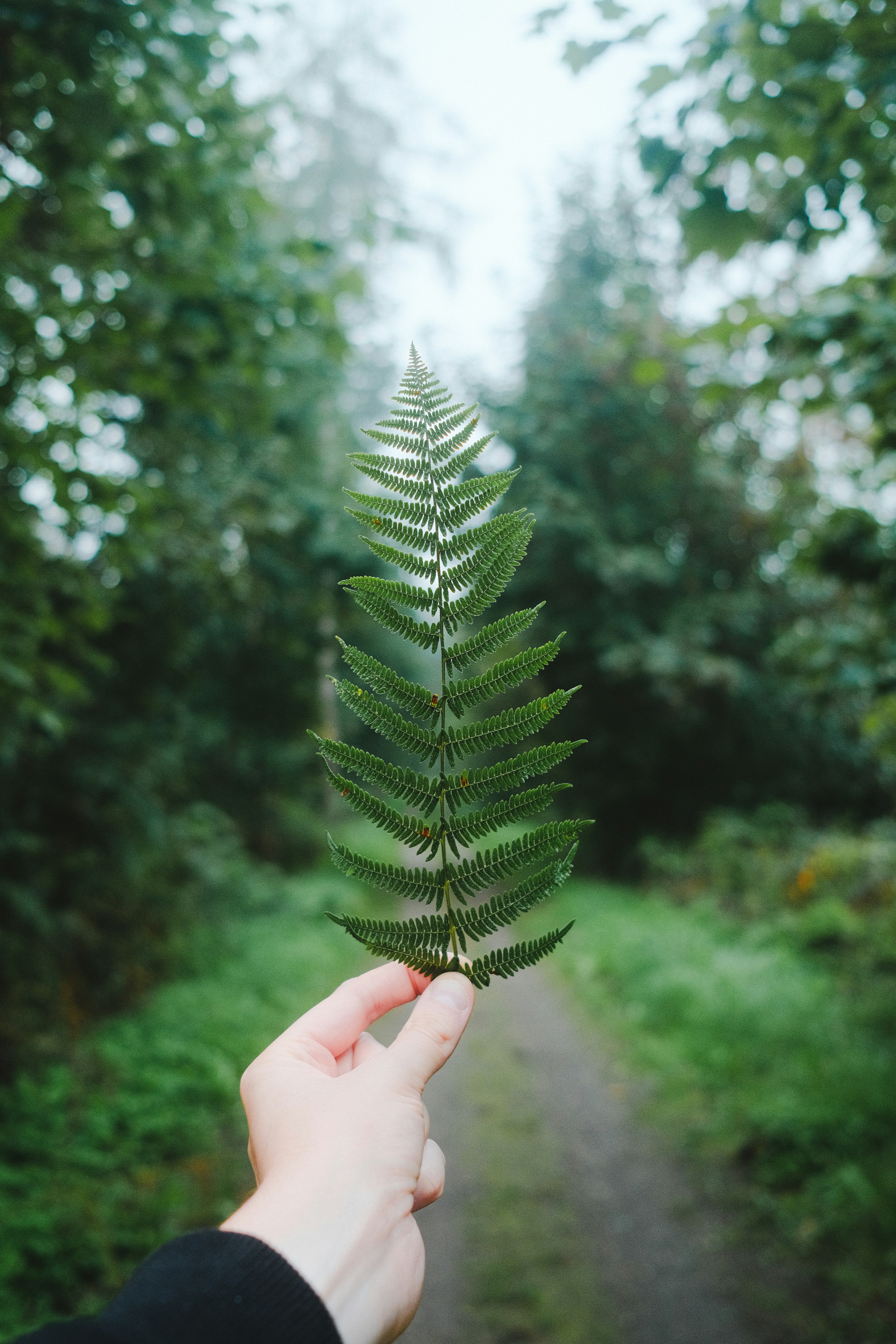A hand holding a single green fern leaf against a blurred forest path - 相关推荐