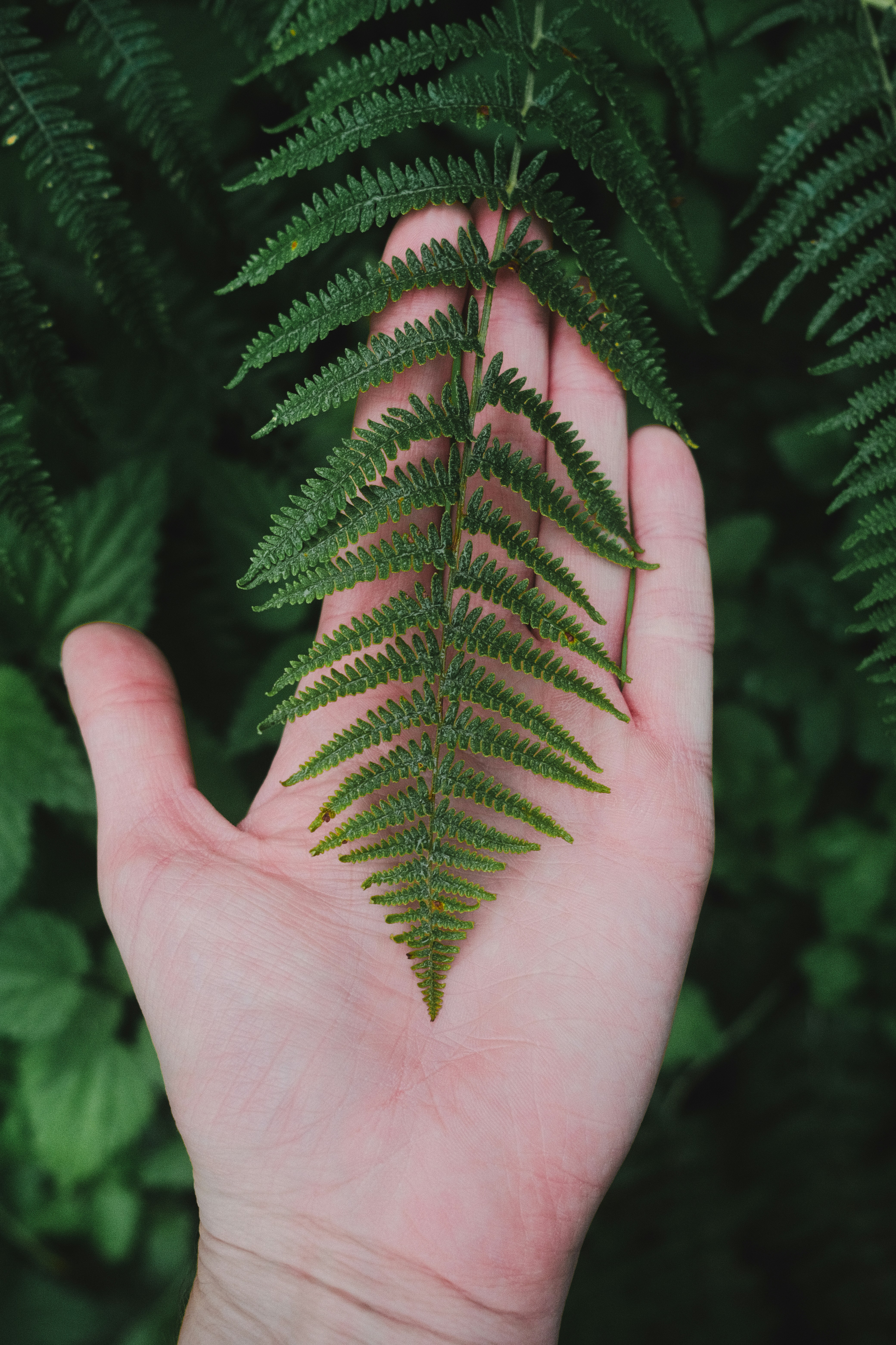 A green fern frond resting on an open human palm
