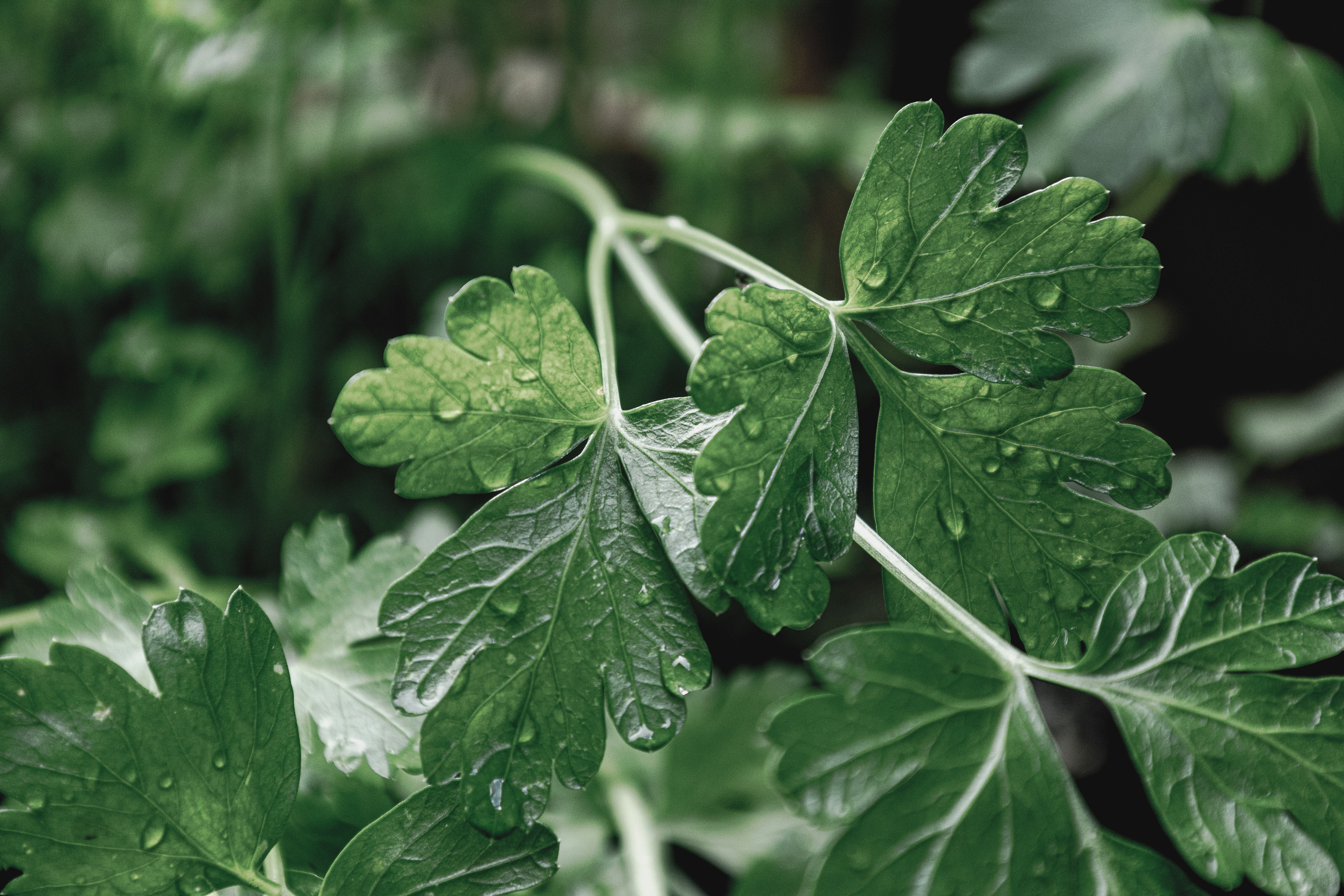 Fresh green parsley leaves with small water droplets on a dark background