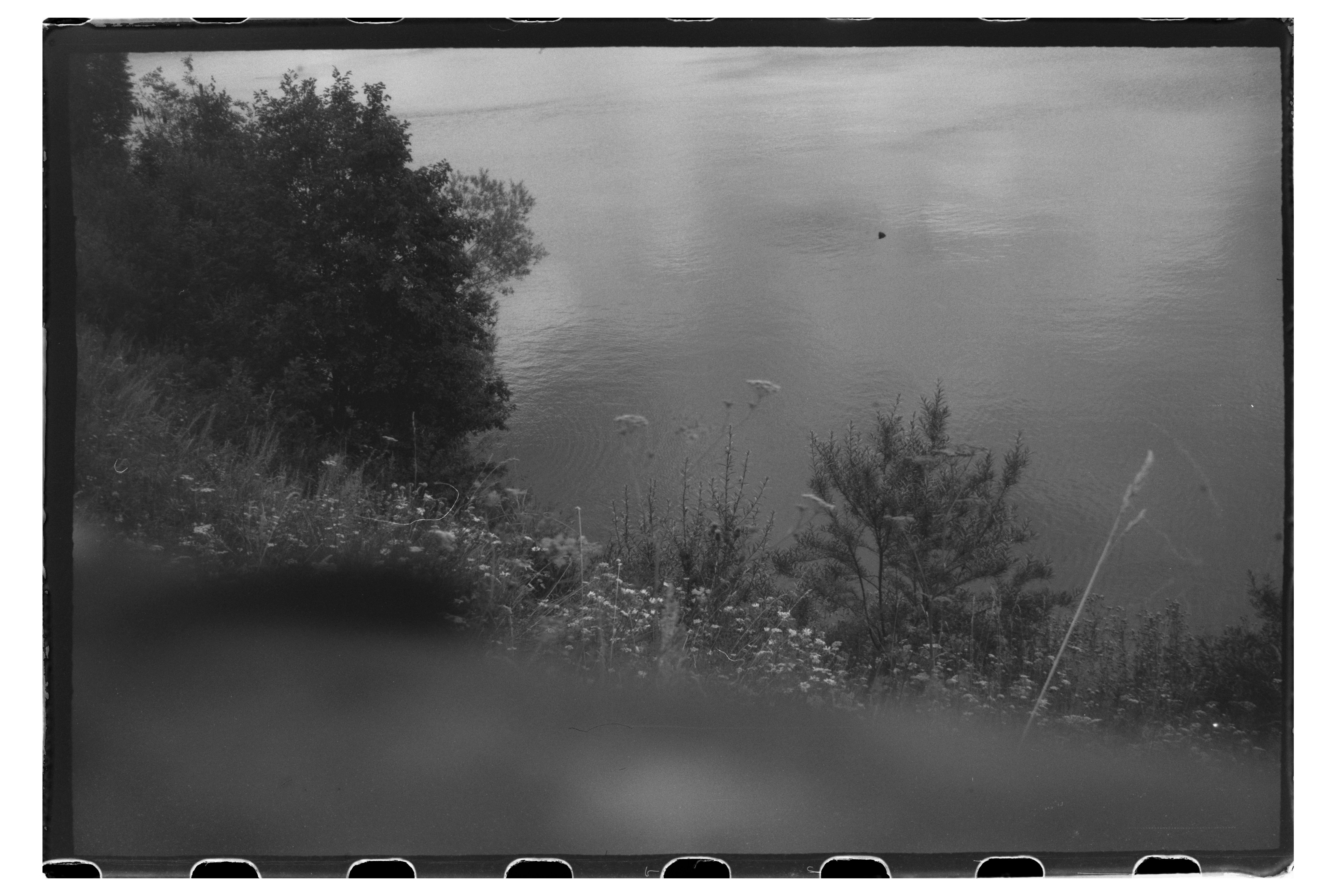 Black and white view of a riverbank with trees and wildflowers