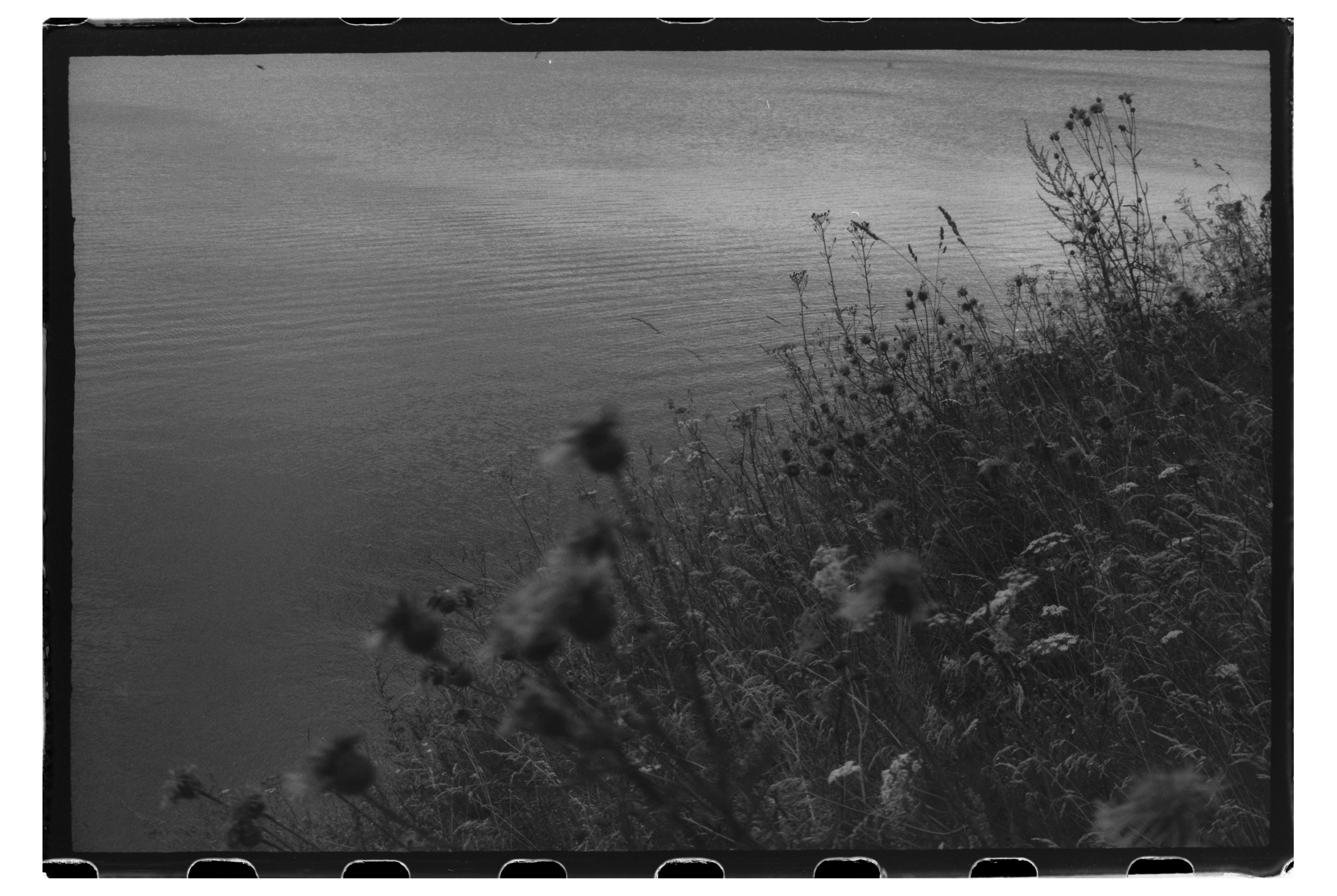 Wildflowers and tall grasses on a riverbank overlooking calm dark water