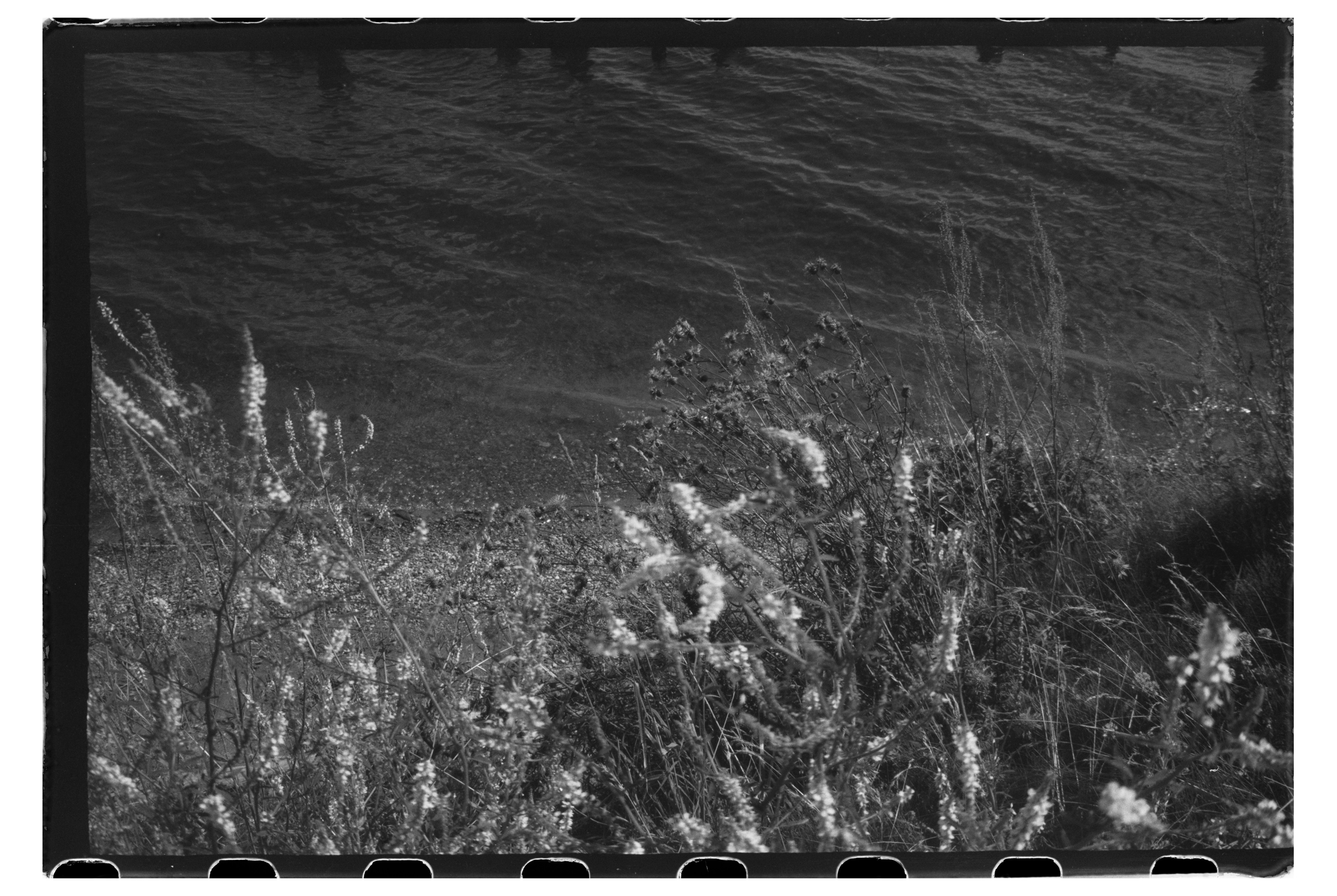 Wildflowers on a grassy bank overlooking dark rippling water