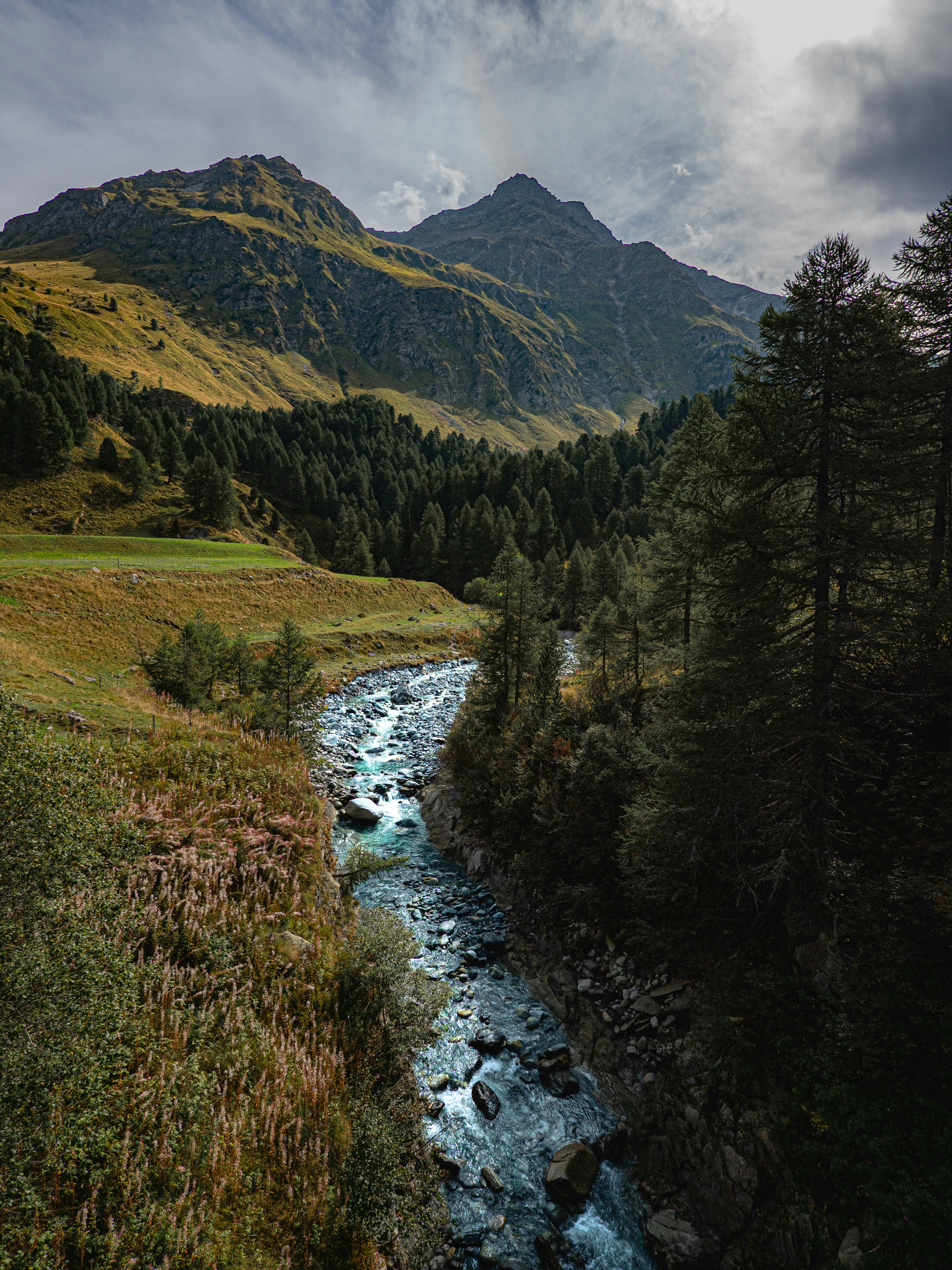 A rocky stream flowing through a mountain valley with pine trees and grassy slopes