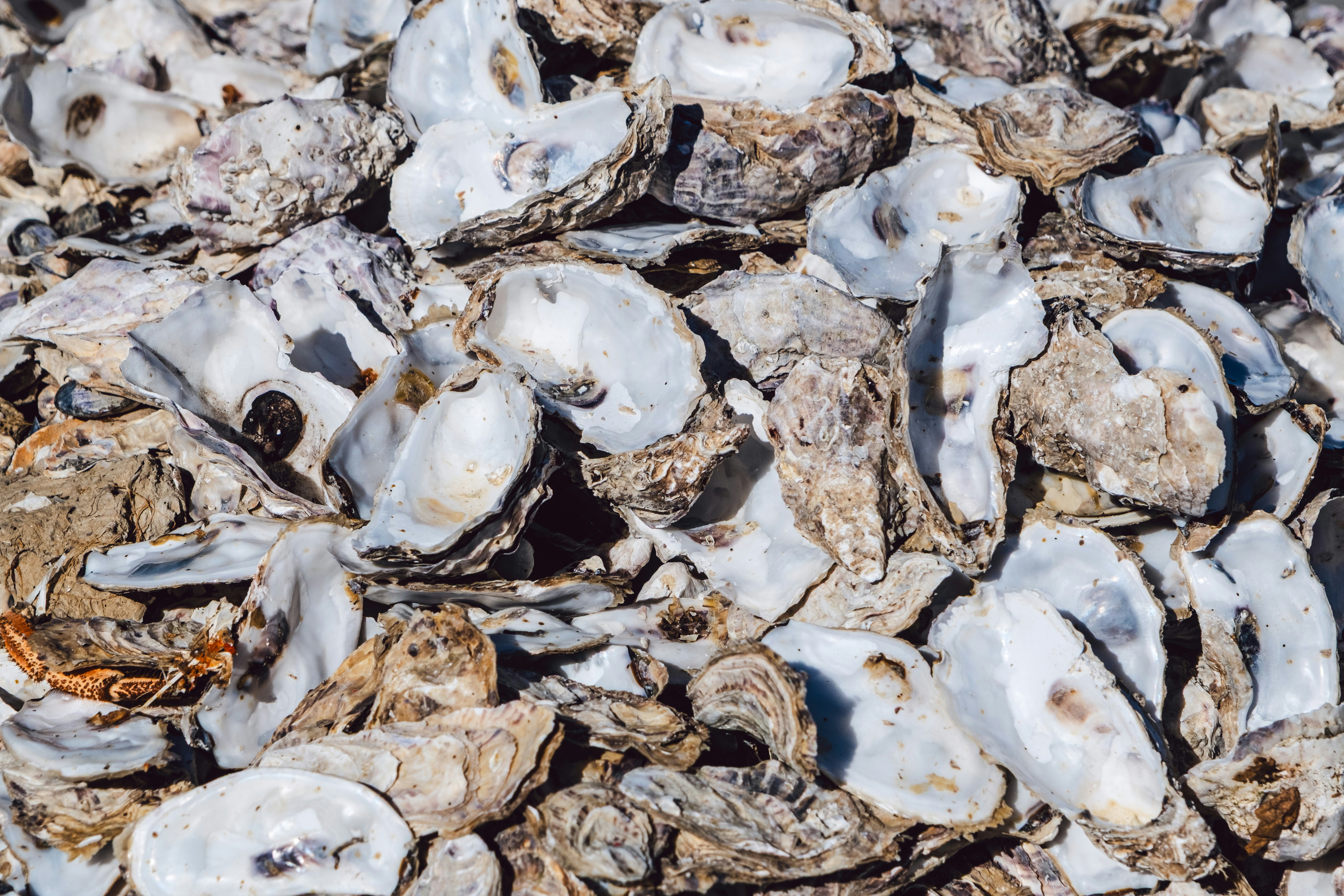 A pile of white and grey oyster shells scattered on the ground