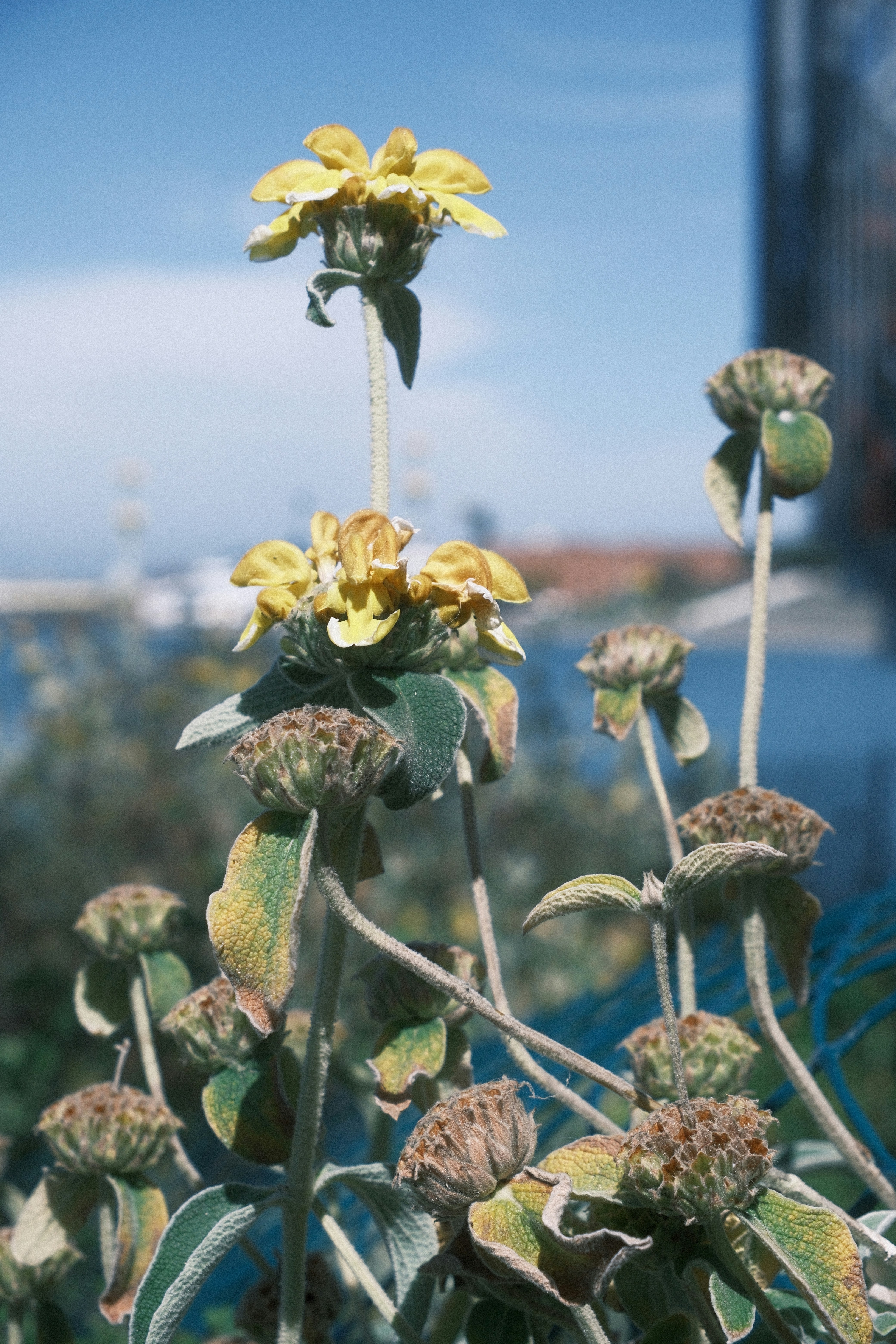 Fleurs de sauge jaunes de Jérusalem sur tiges vertes duveteuses sur fond bleu flou