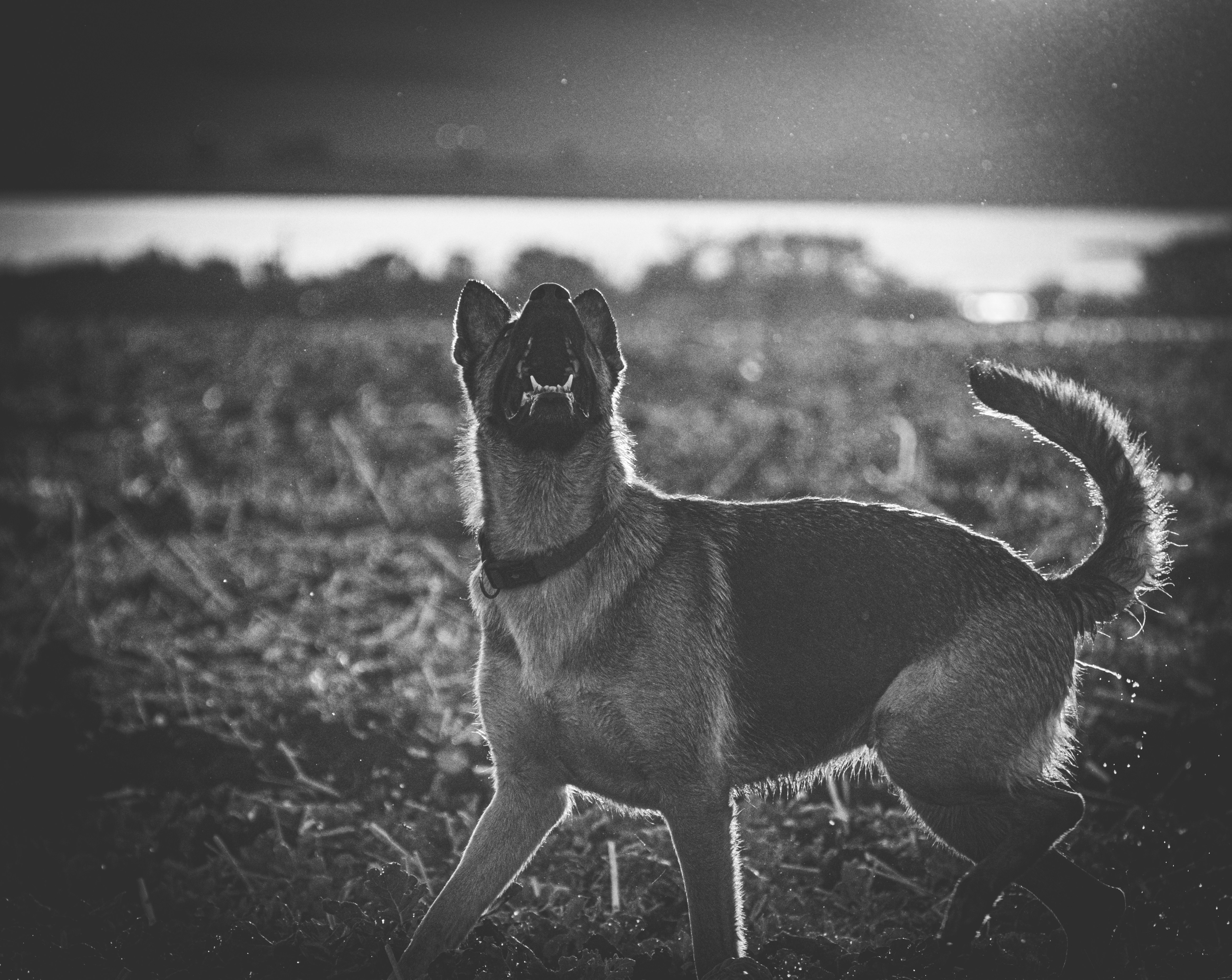 German shepherd barking in field - Free Photo on Unsplash