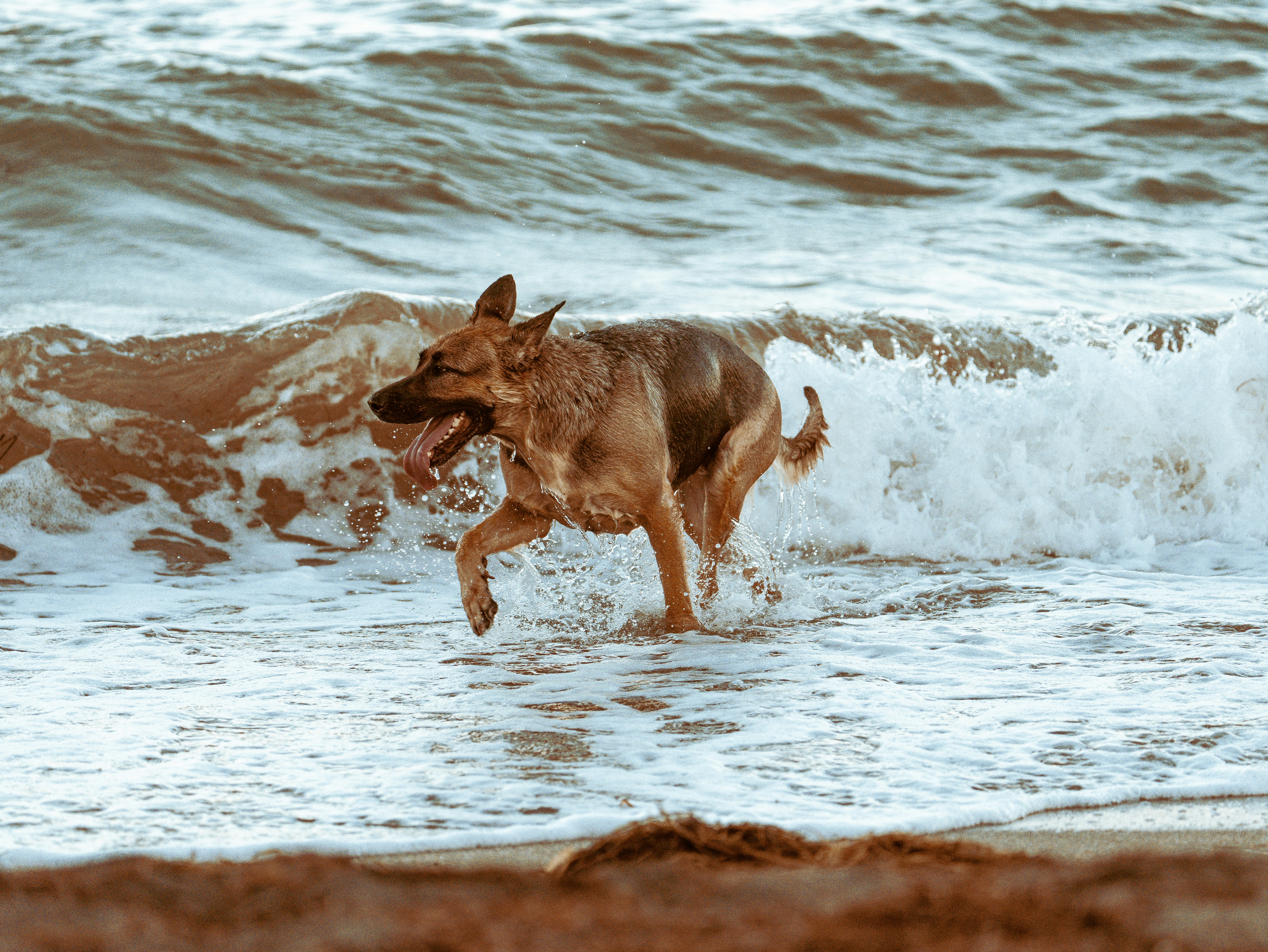 Au bain de mon chien — Venarey-les-Laumes