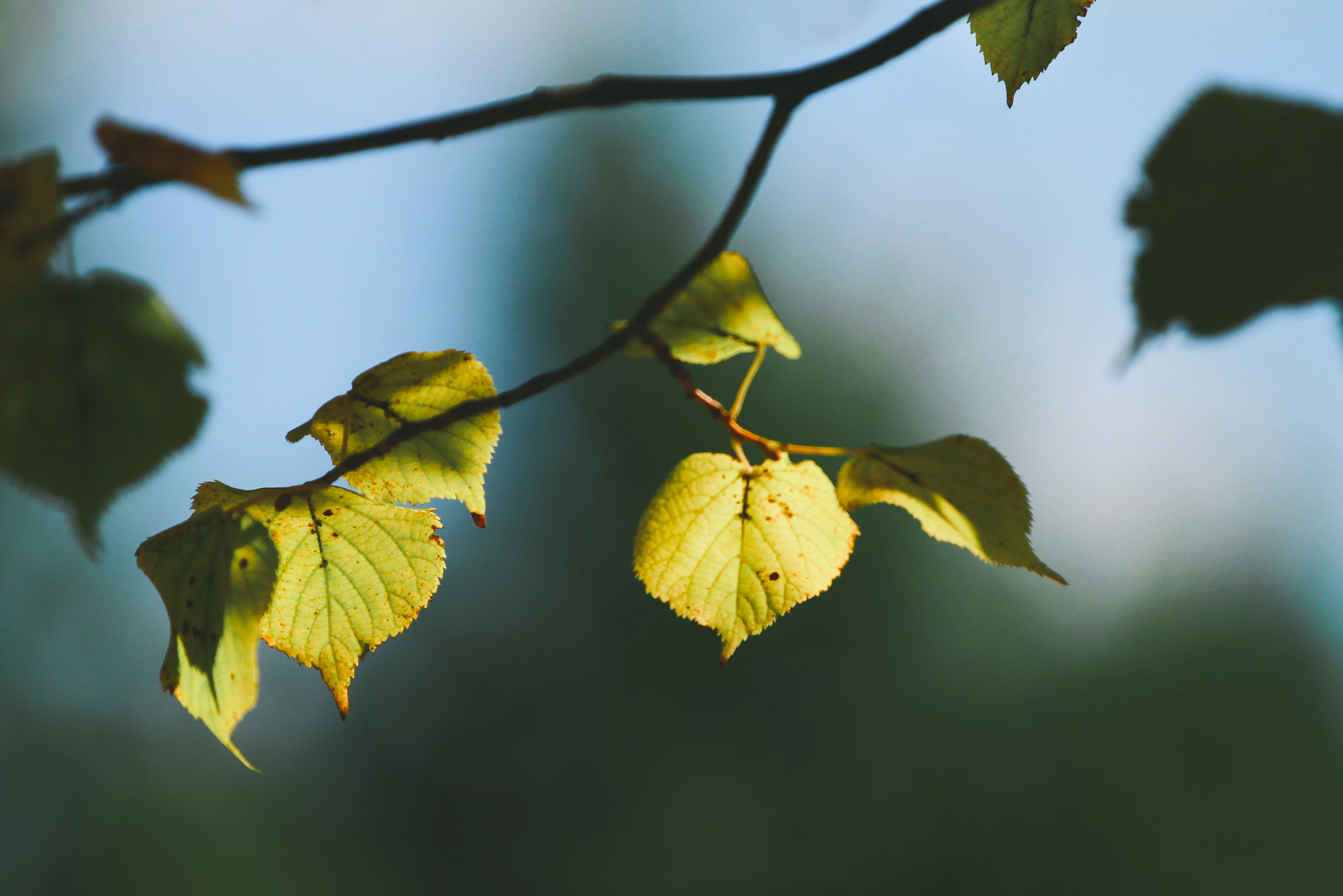 Sunlit Green Leaves on a Thin Branch Against a Soft
