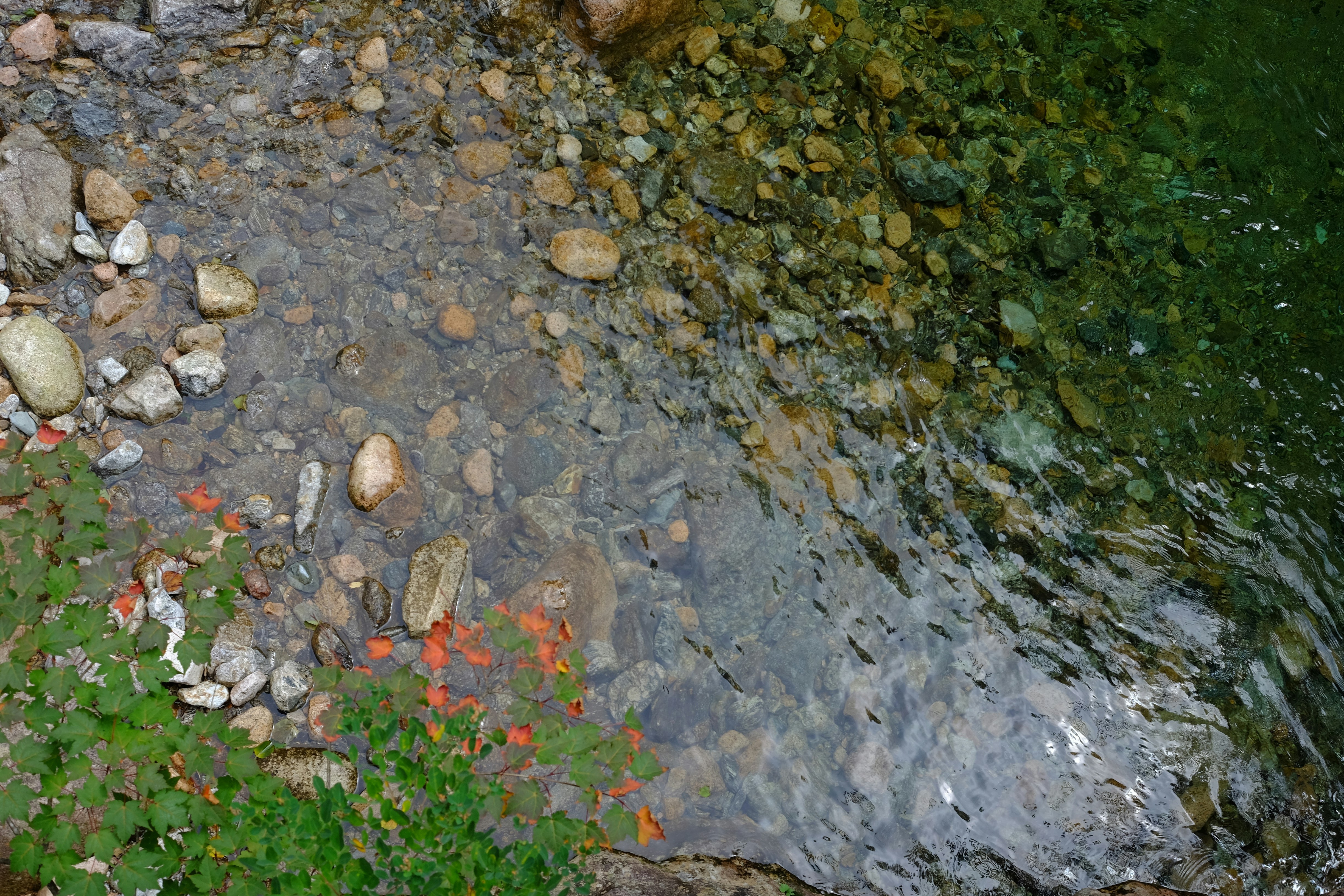 Clear water flowing over smooth river stones with green and orange maple leaves