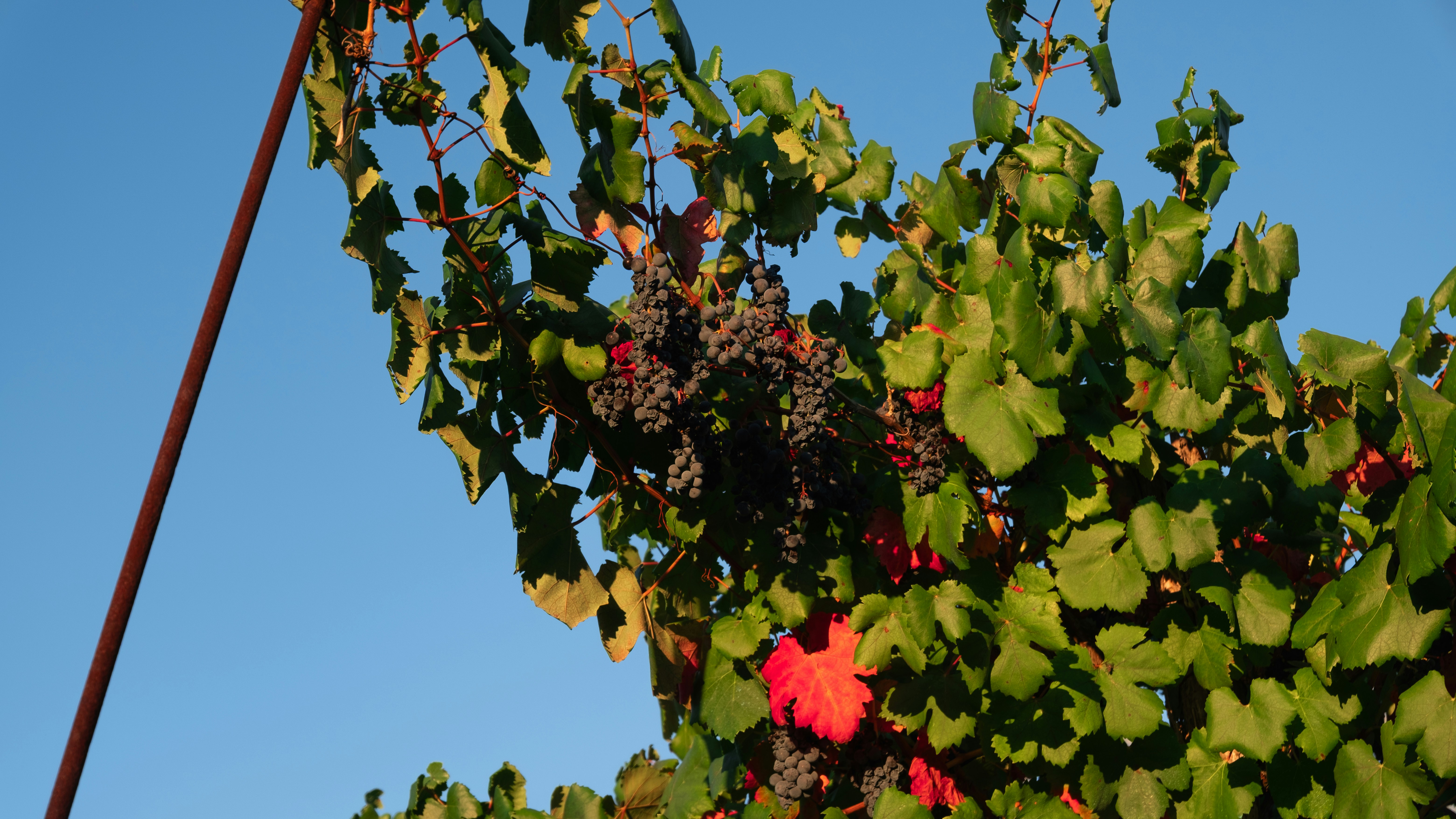Dark purple grapes hanging from a vine with green and red leaves