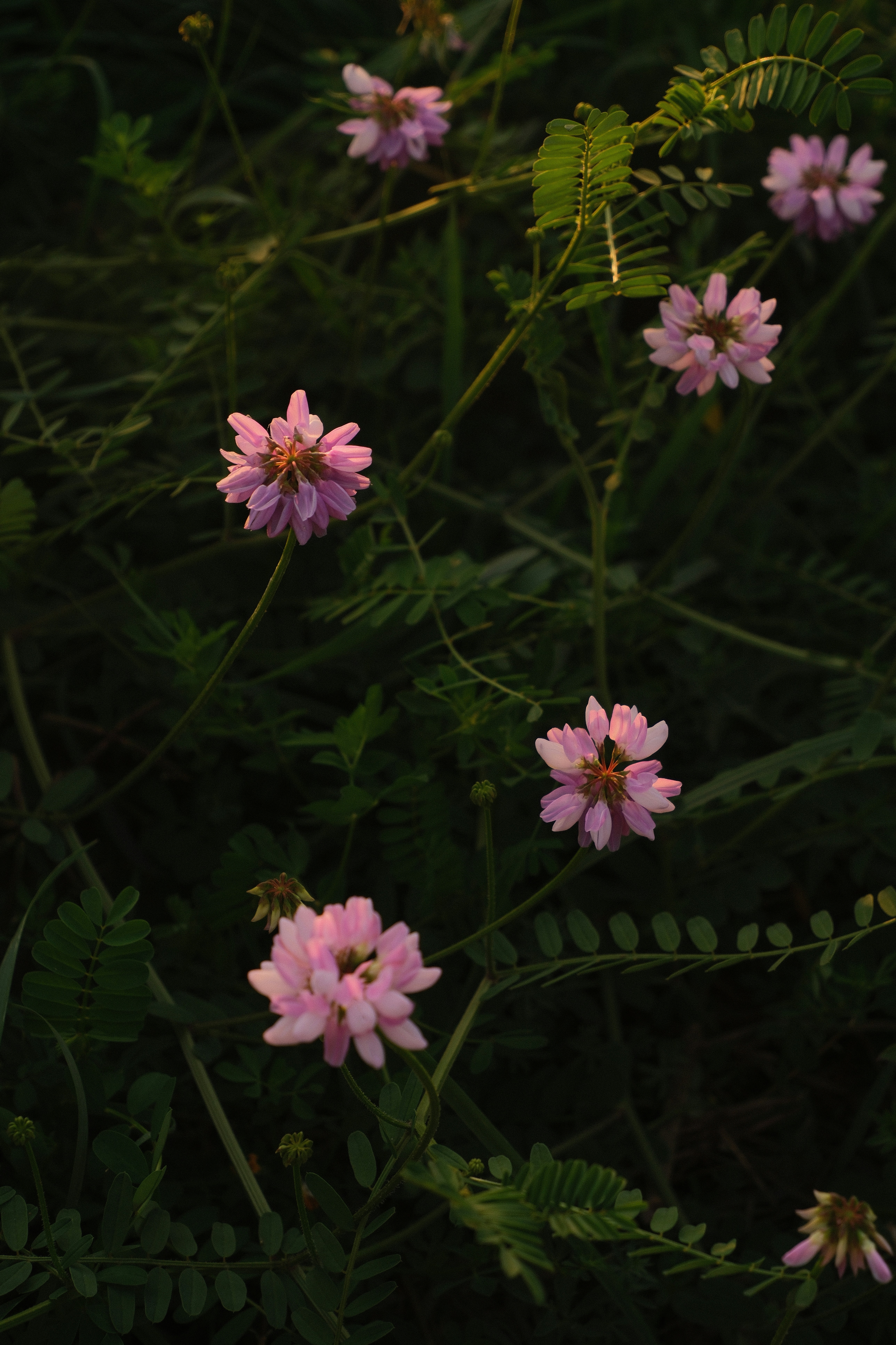 Small pink clover flowers blooming among dark green foliage in golden hour light - 相关推荐