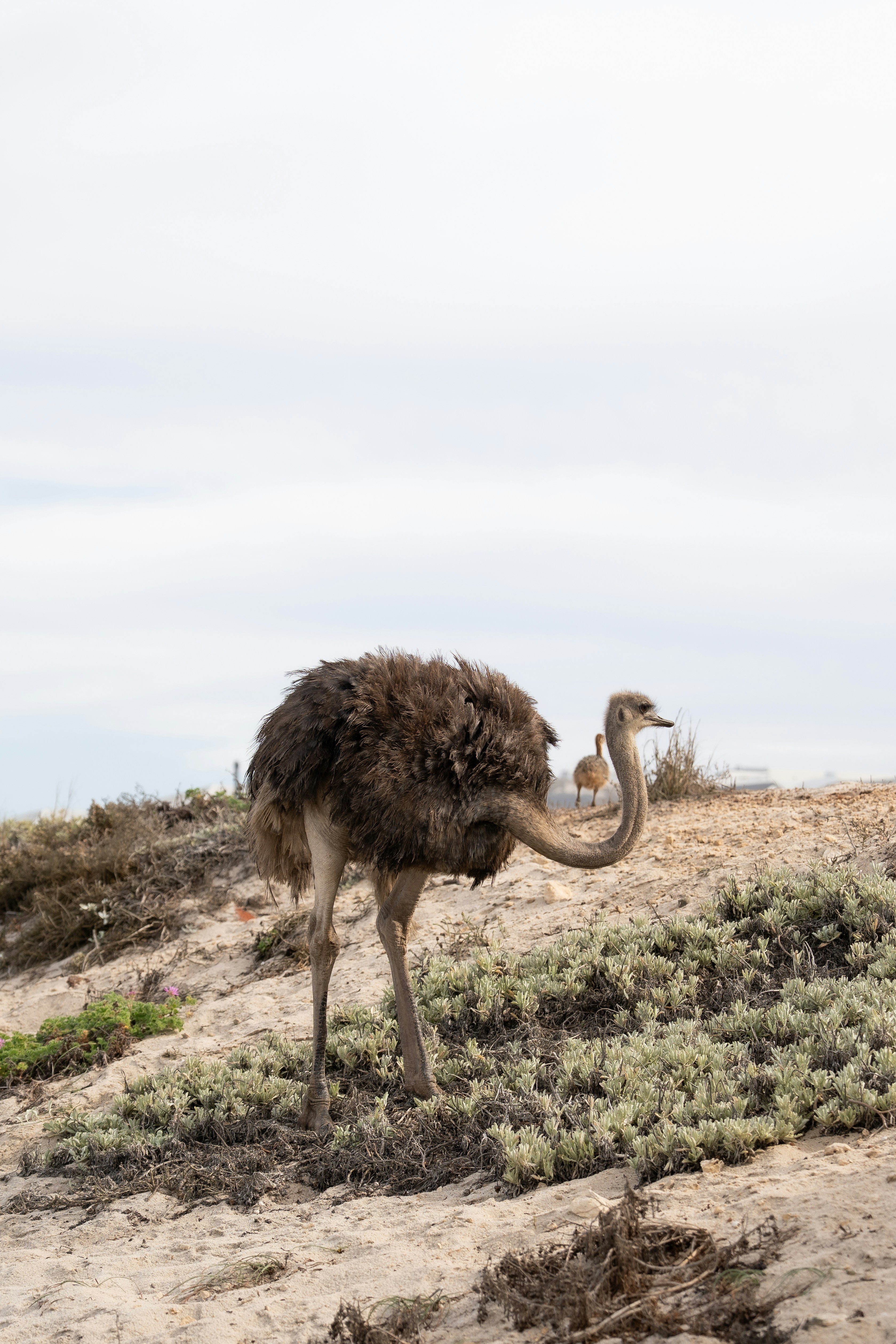 An ostrich standing on a sandy dune with low green shrubs