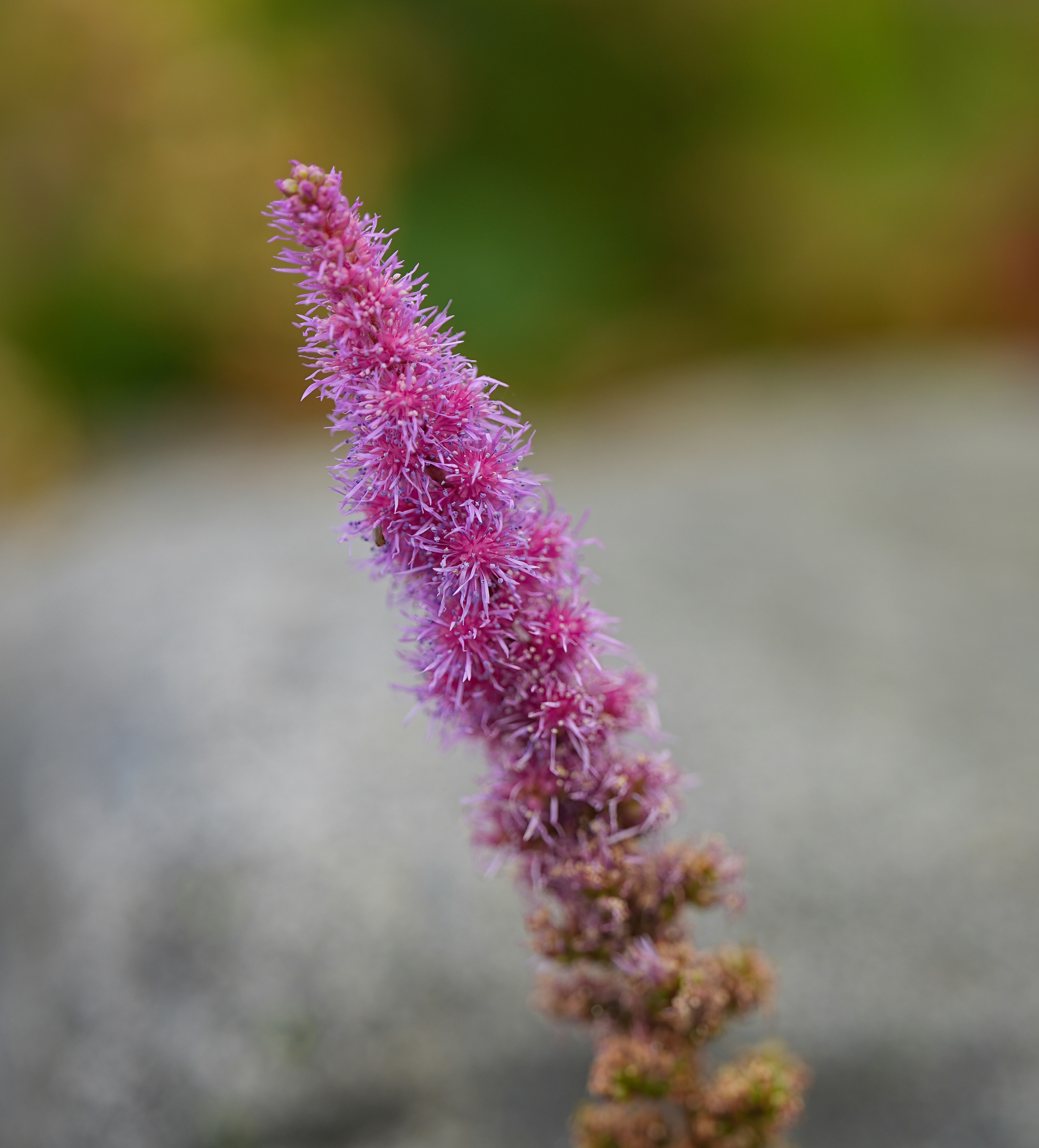 amaranth: A spiky purple astilbe flower bloom against a soft blurred grey background
