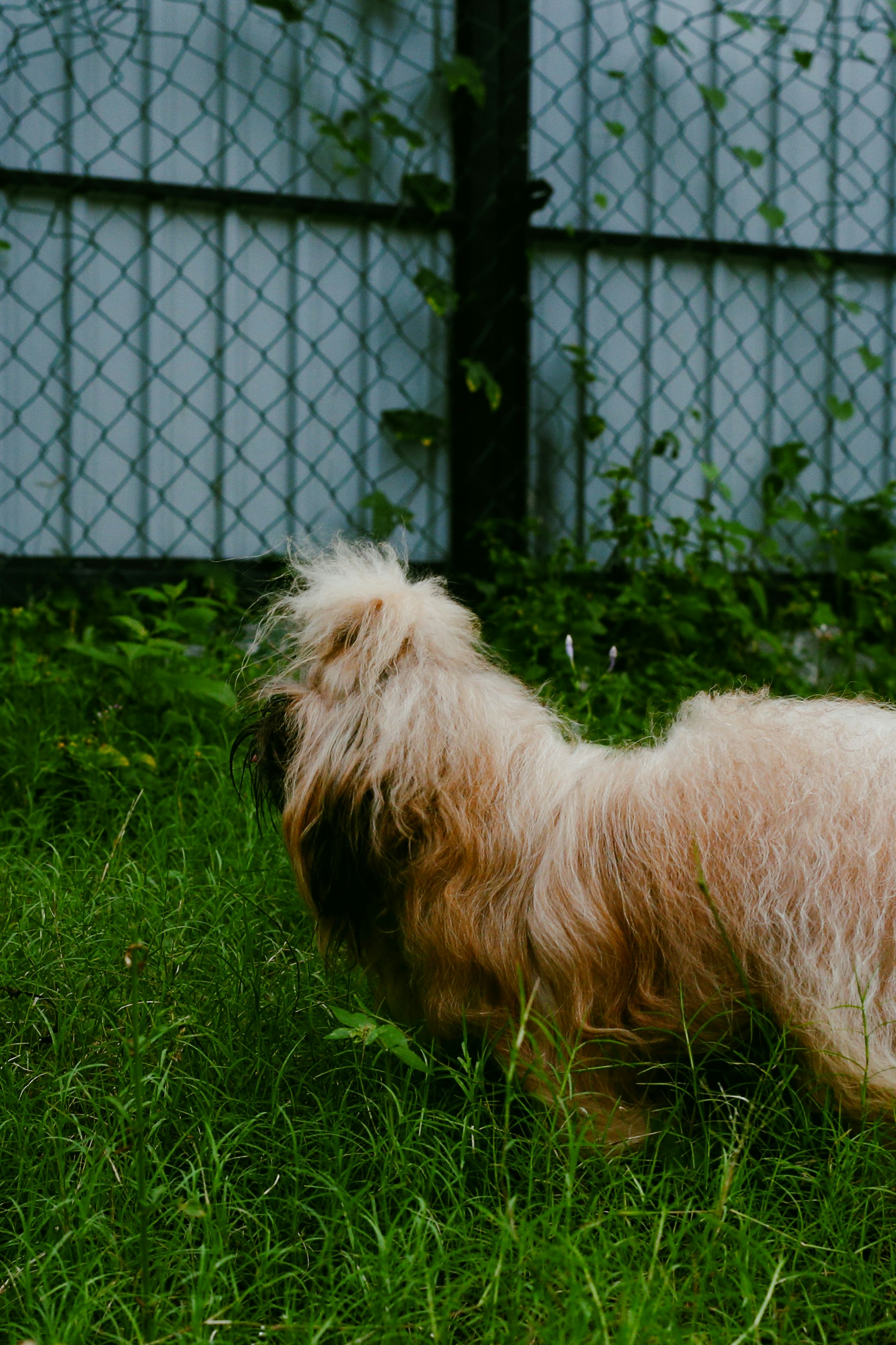 Nom D'un Chien (Dole) — Dole