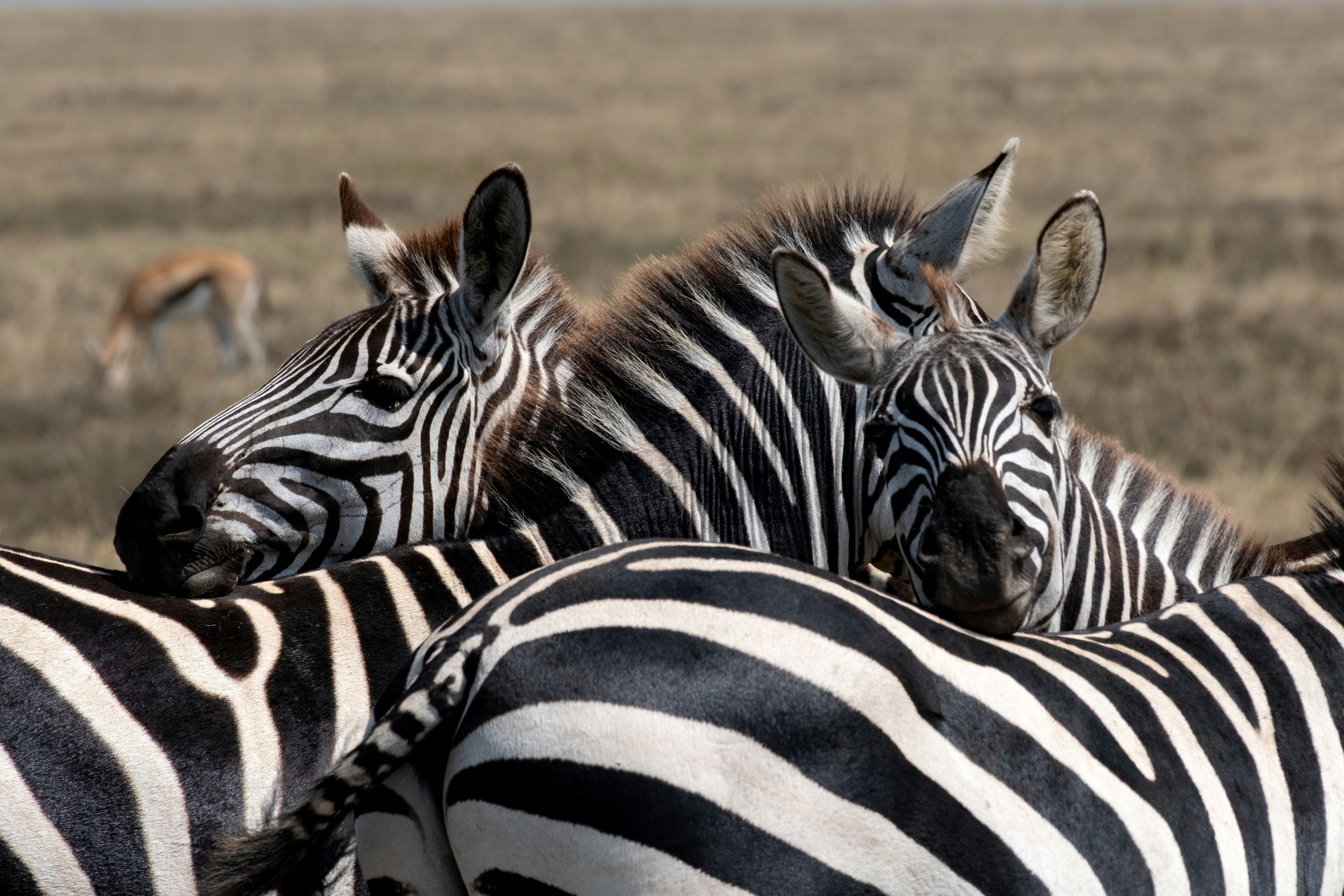 Three zebras standing close together in a dry grassy savanna with a gazelle