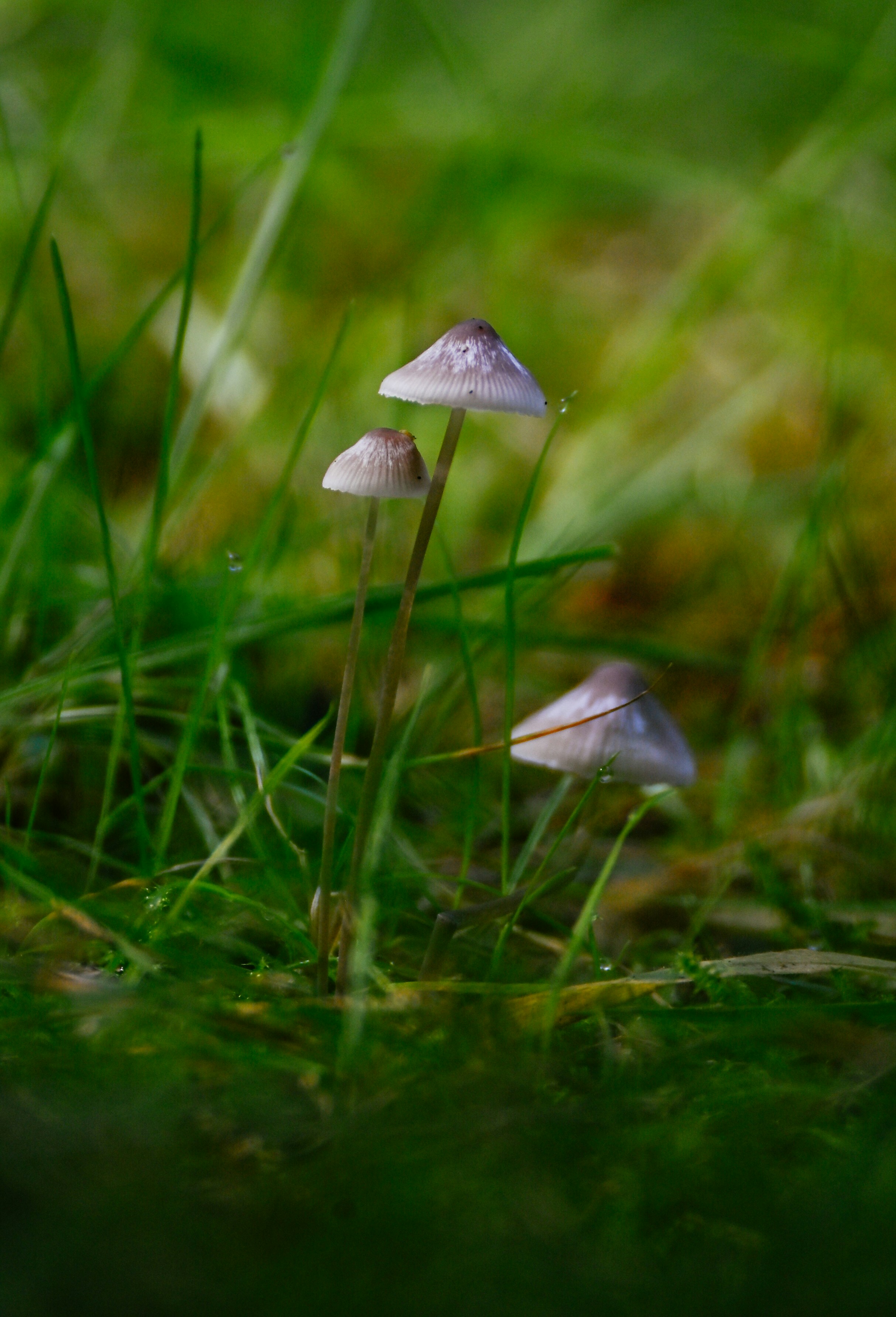 Three small mushrooms with conical caps growing in green grass