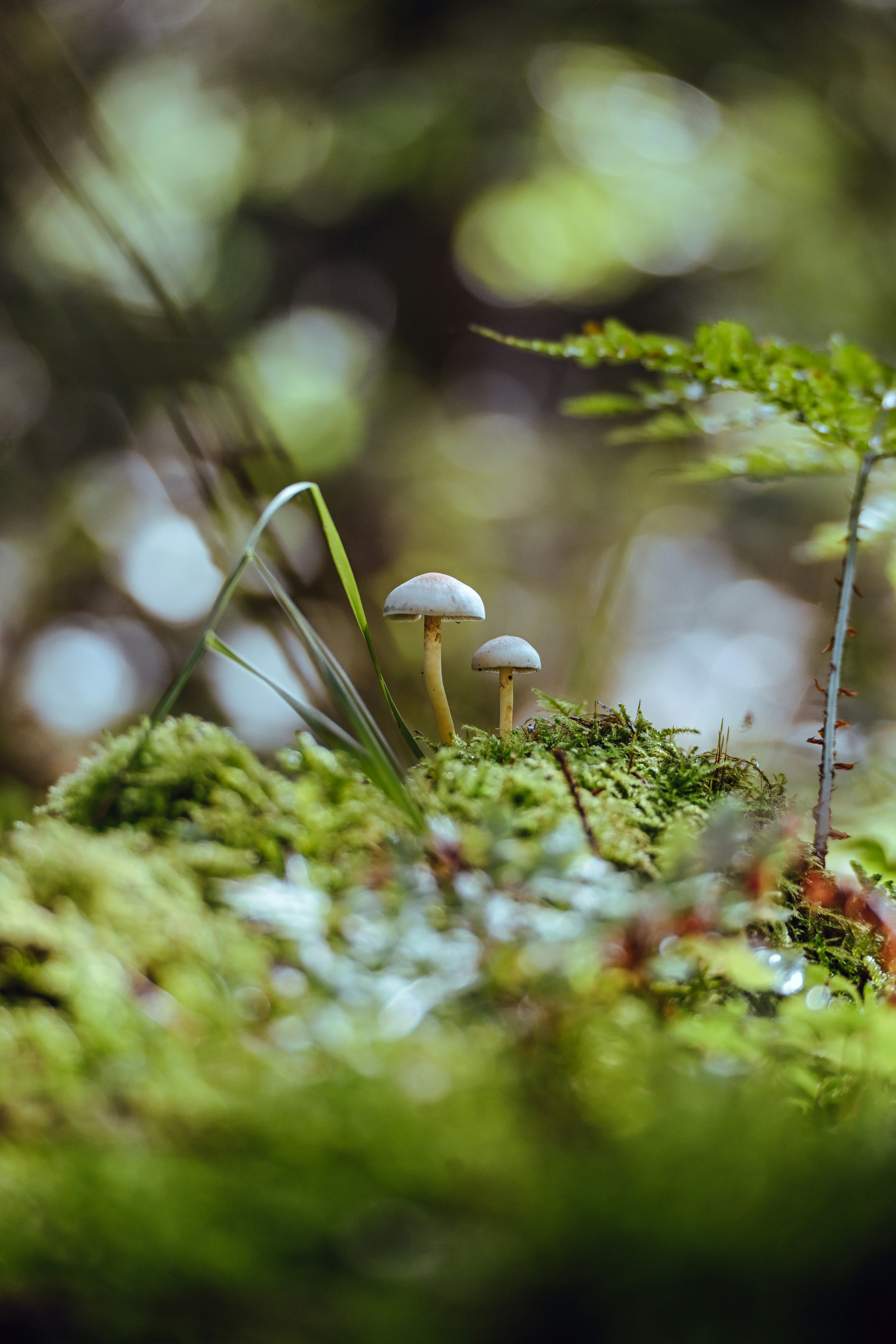Two small mushrooms growing on a patch of green moss in a forest