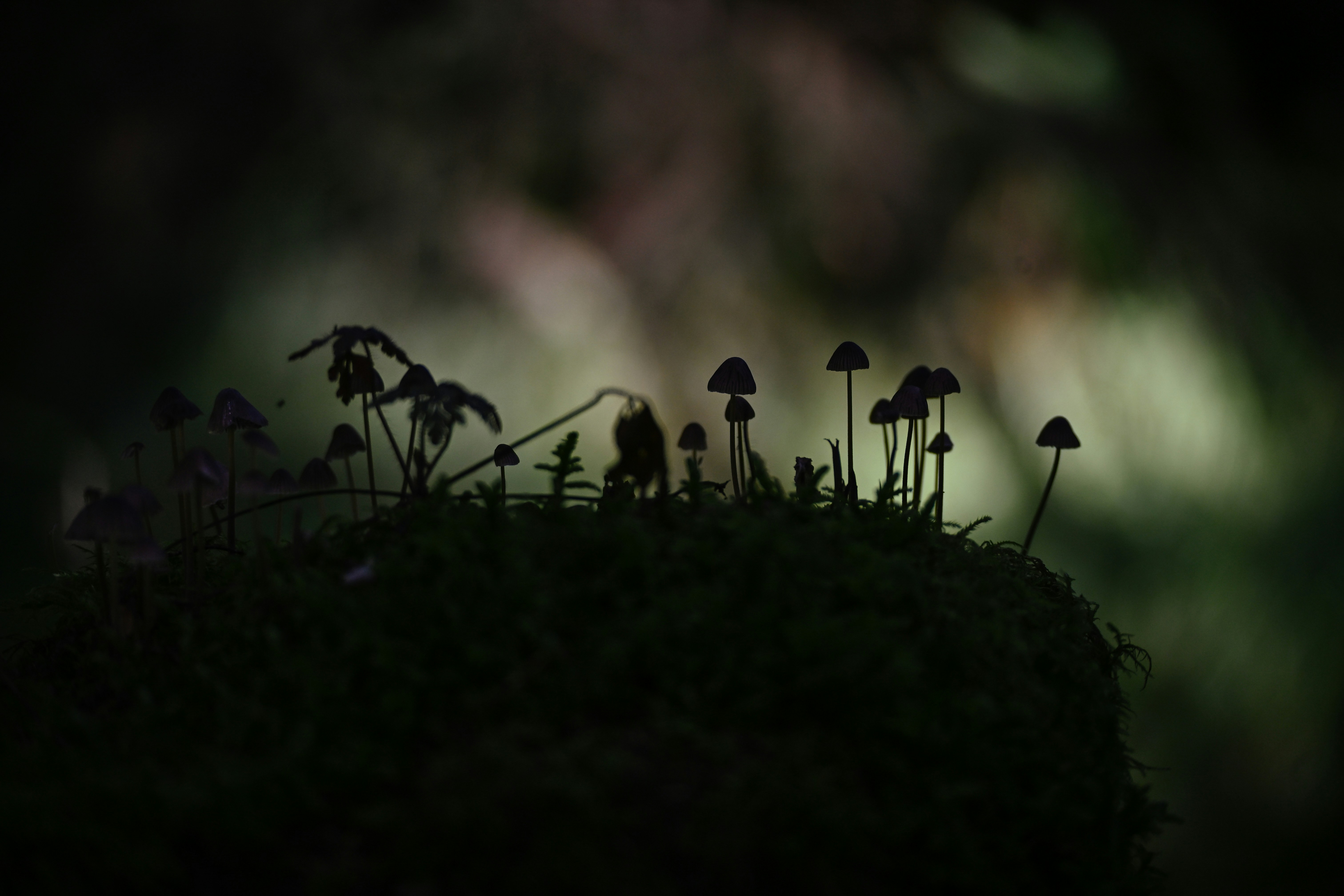 Silhouetted mushrooms growing on a mossy log in a dark forest