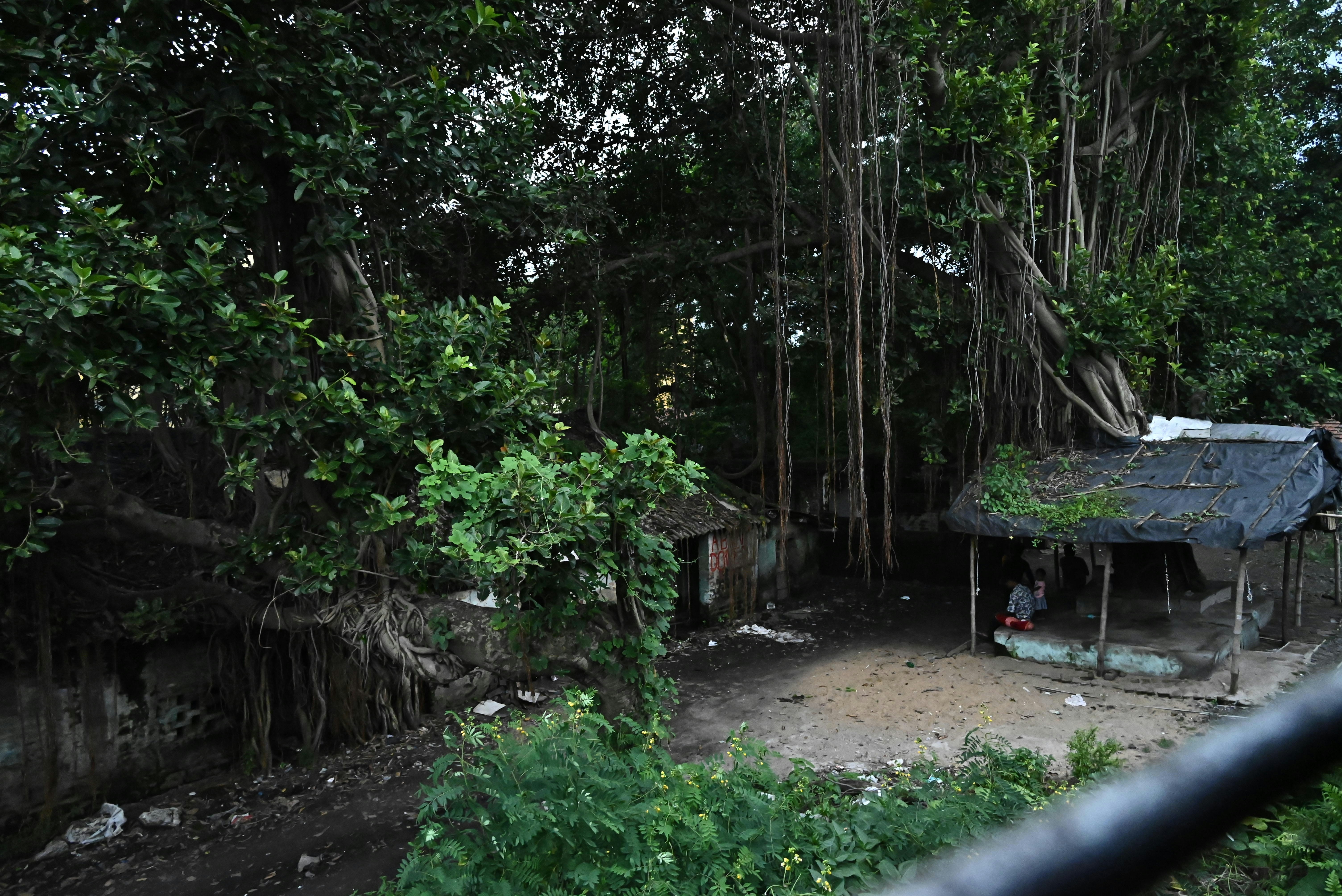 A small shelter with a black tarp roof beneath a large banyan tree