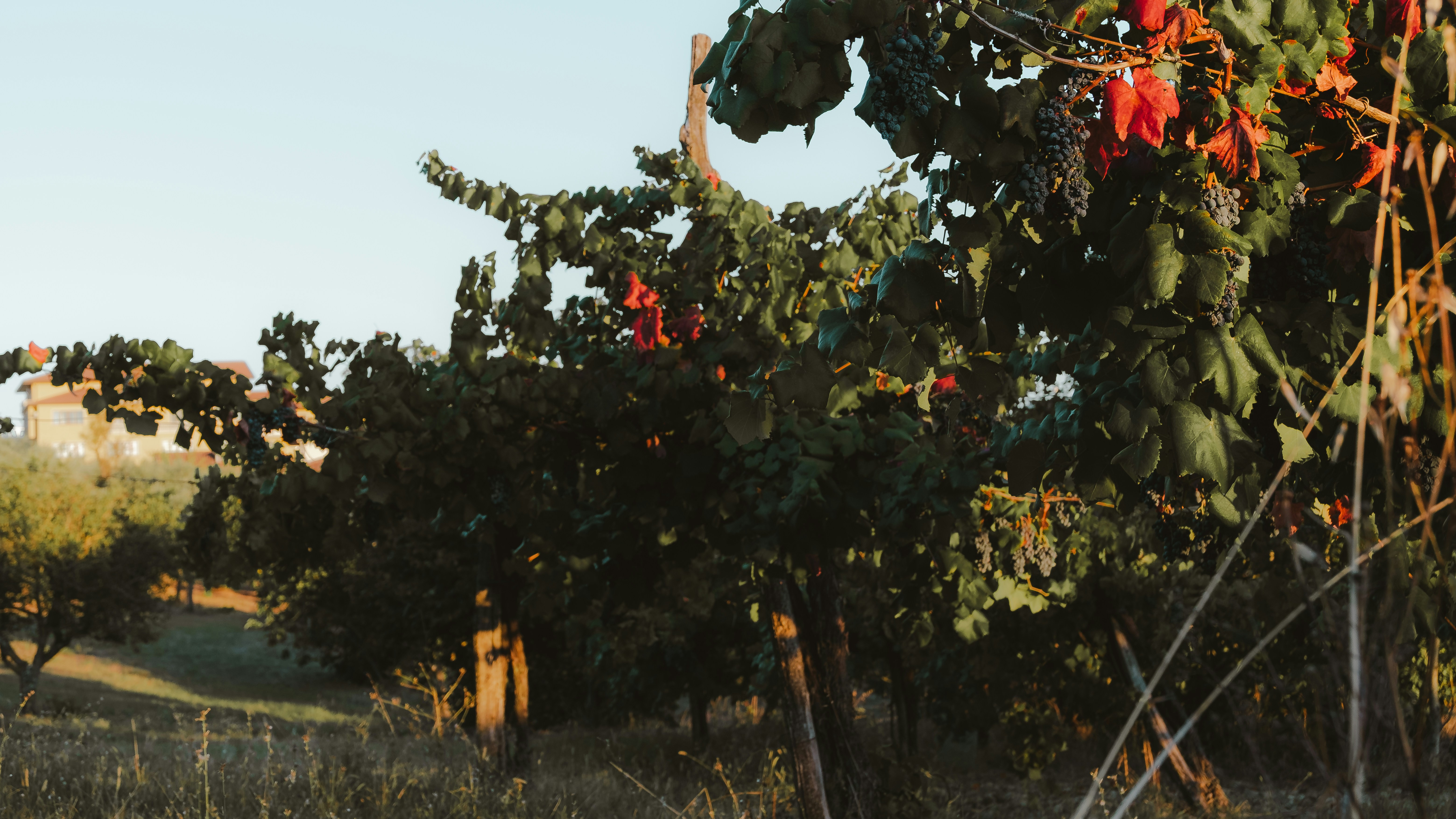 Grapevines with dark clusters of grapes and autumn leaves in a sunlit vineyard