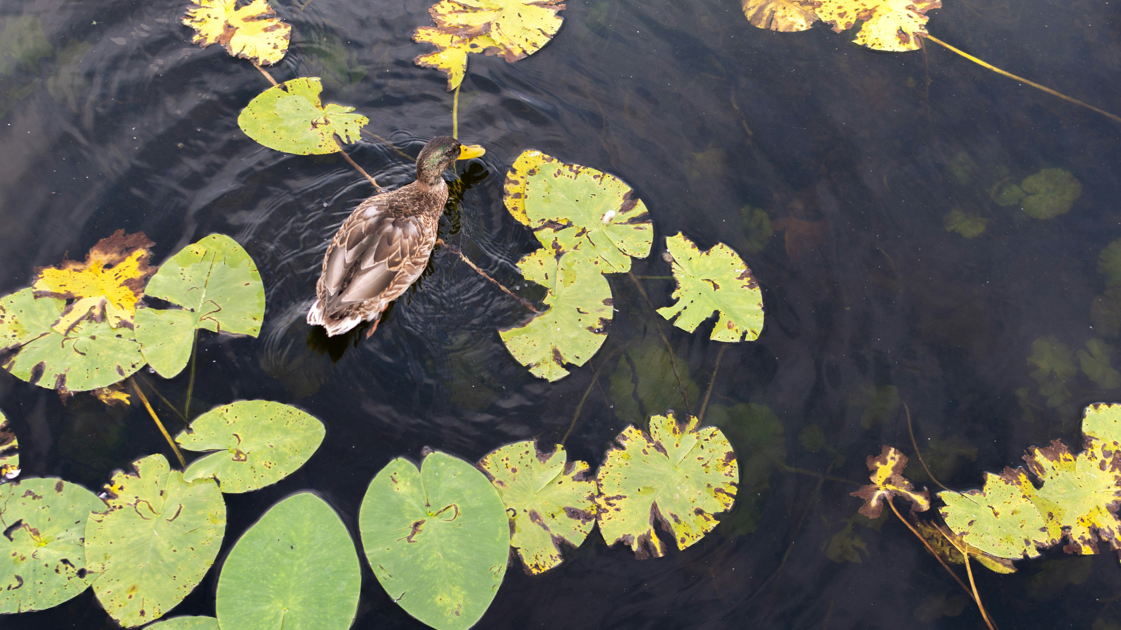 A mallard duck swimming among yellow and green lily pads on dark water