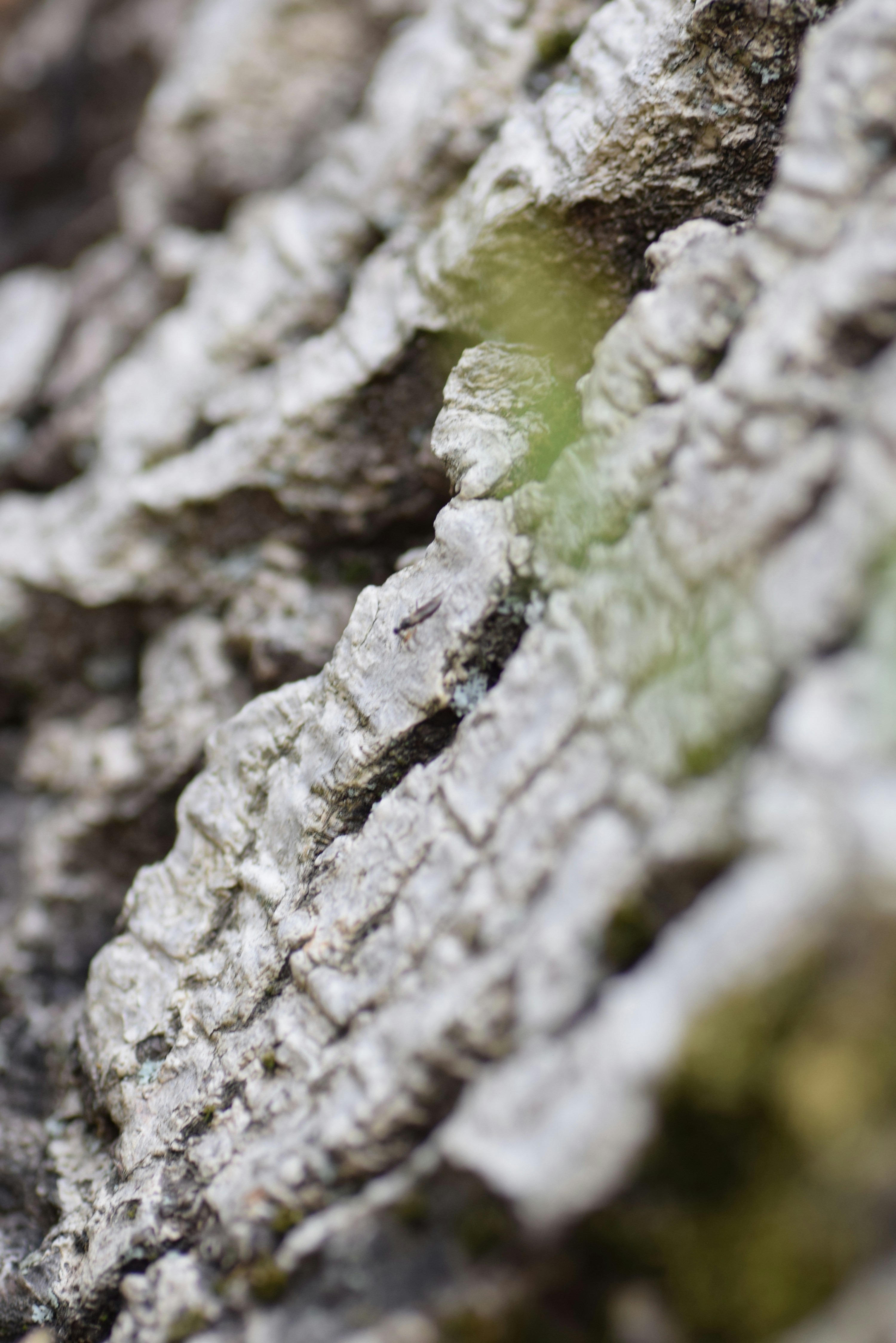 Tiny insect on tree bark - Free Photo on Unsplash