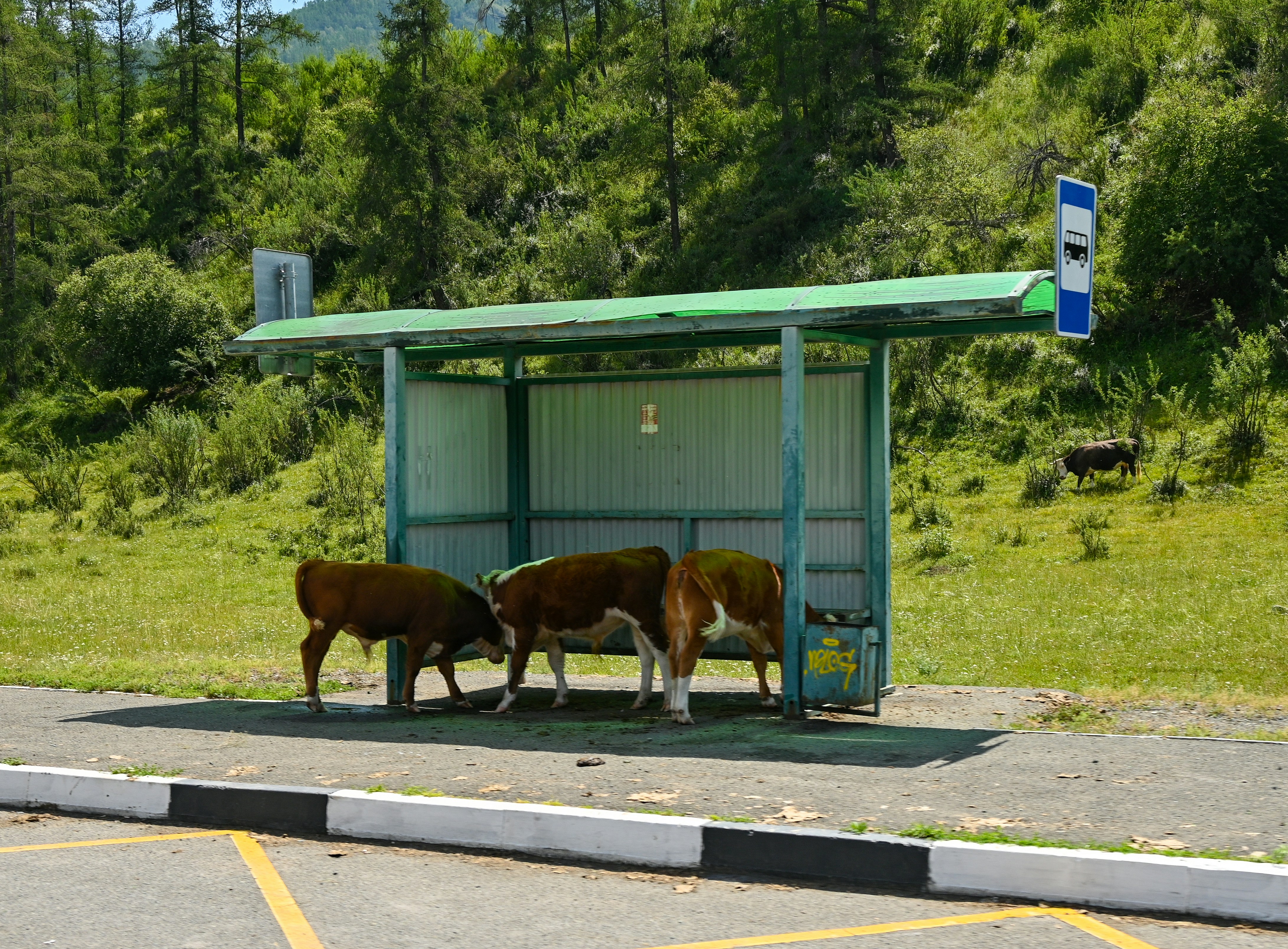 Três vacas marrons e brancas paradas dentro de um abrigo verde do ponto de ônibus