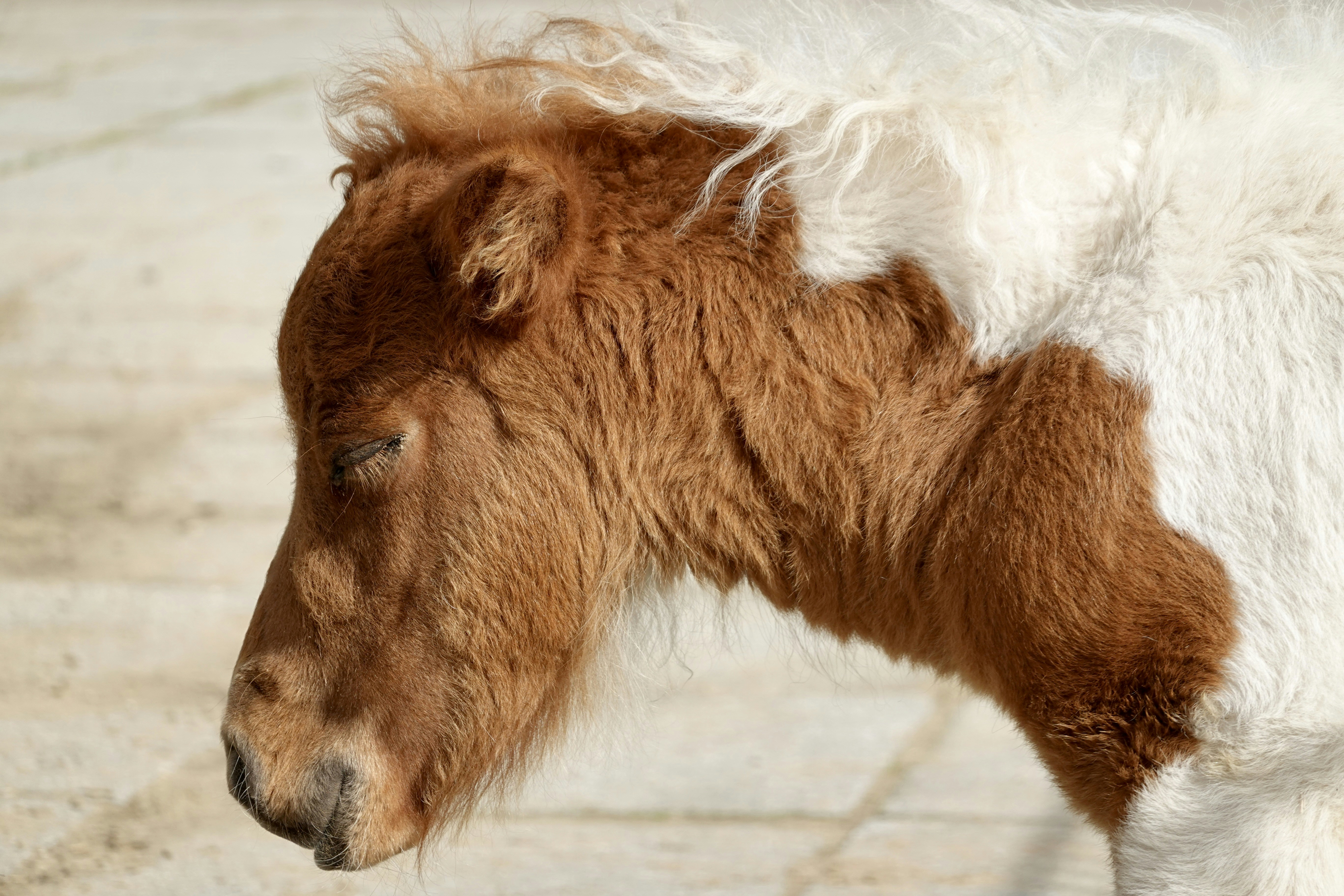 A shaggy brown and white miniature pony in profile