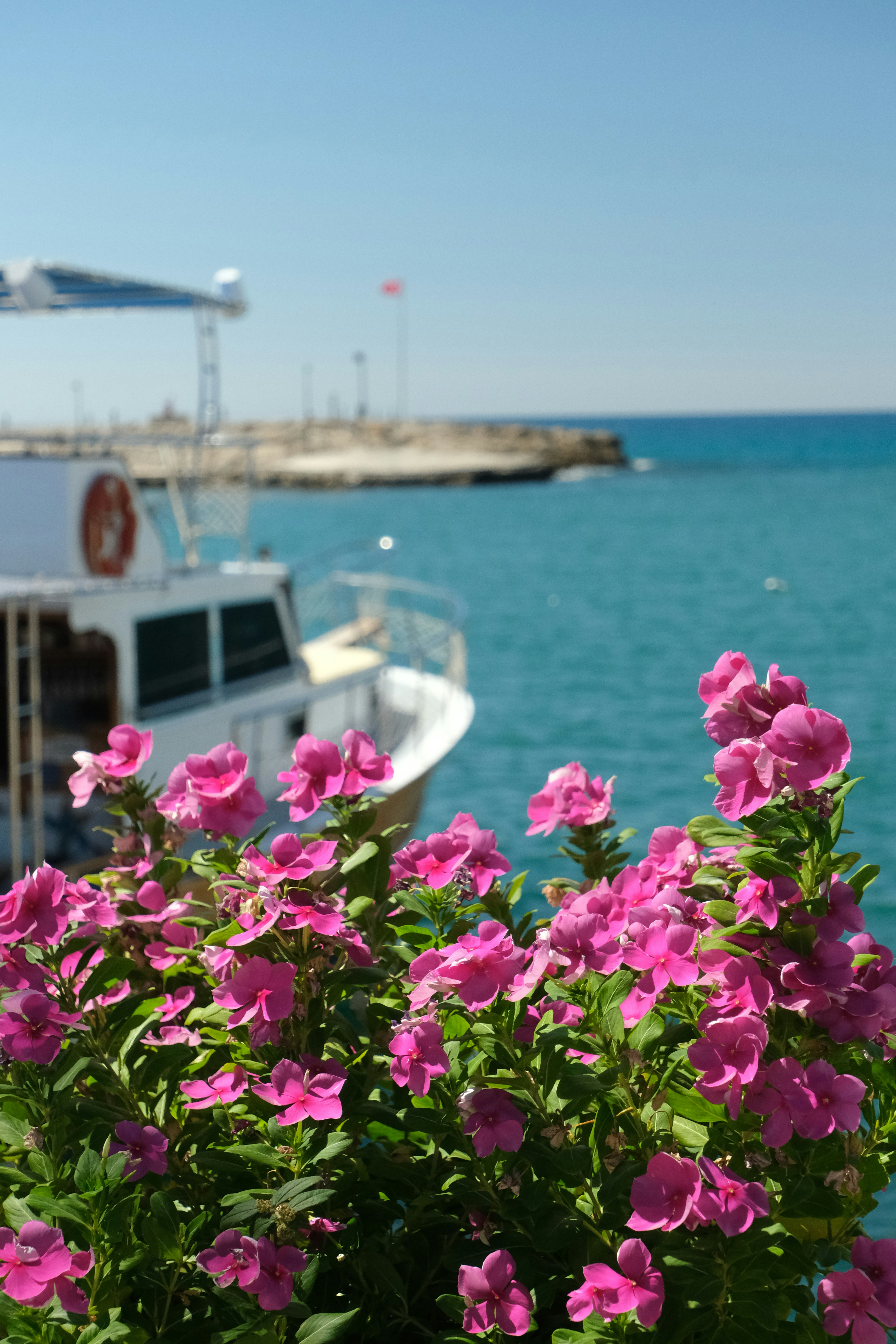 Pink periwinkle flowers in the foreground with a white boat on blue water