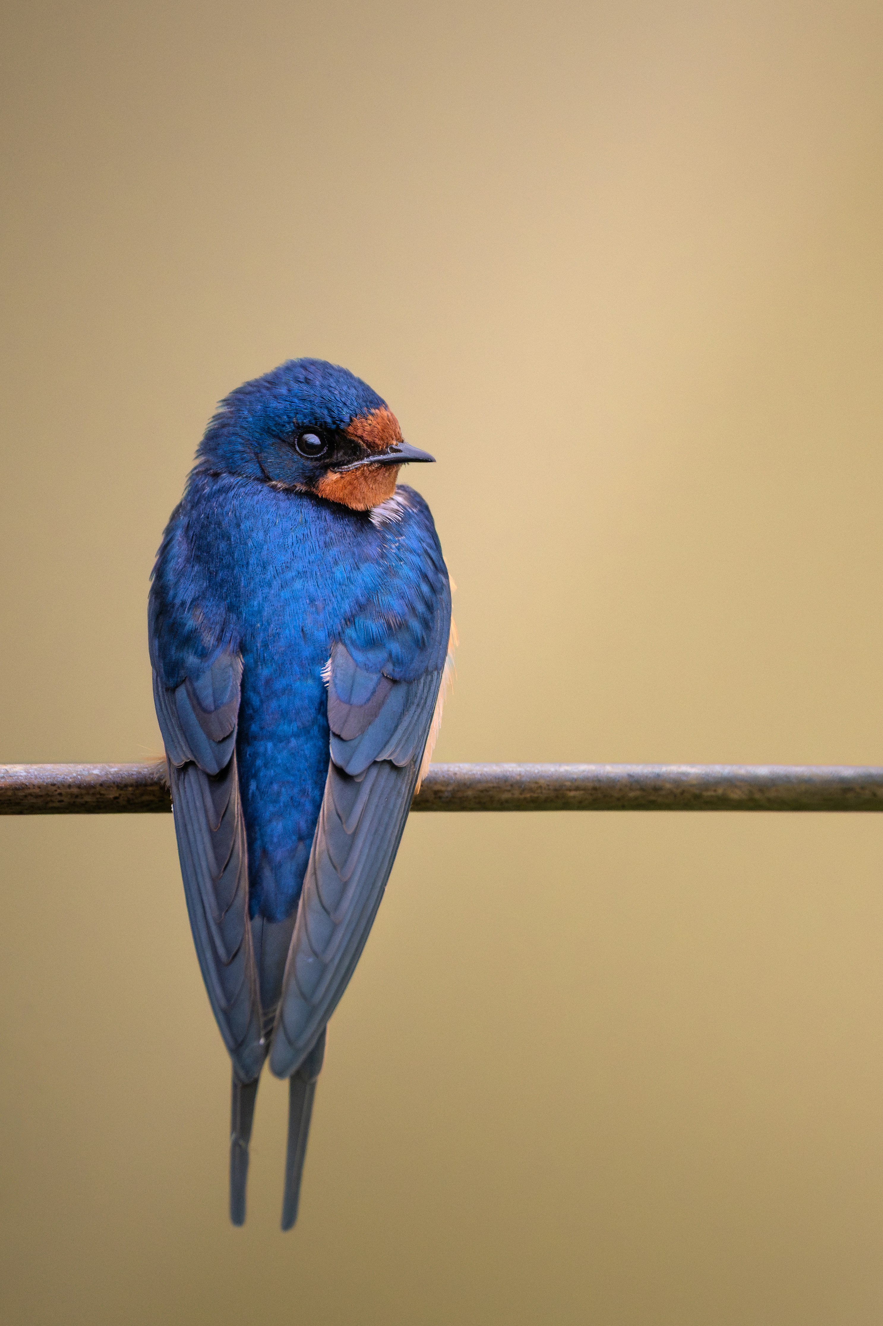 A barn swallow with iridescent blue feathers on a thin metal wire