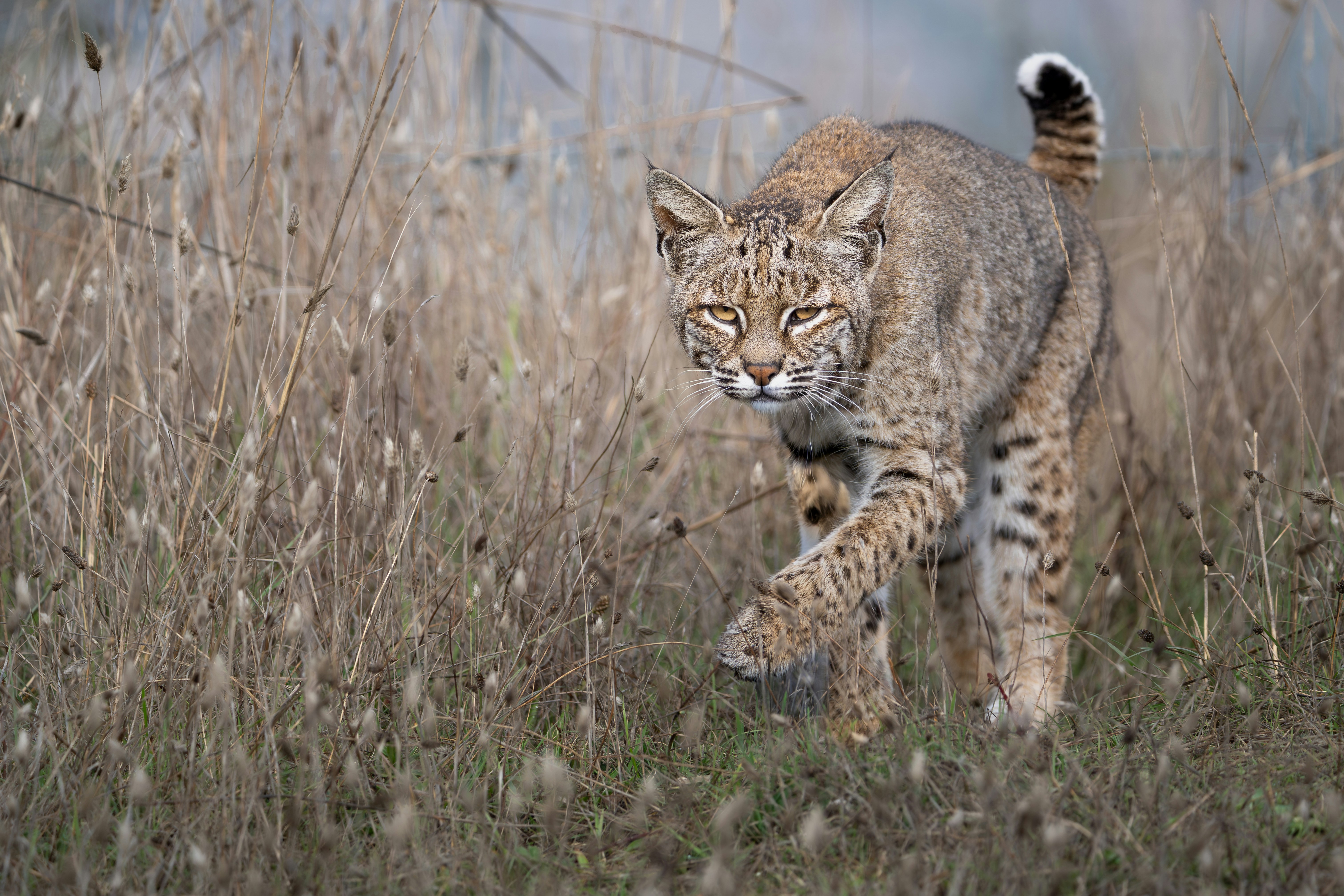 A bobcat walking through tall dry grass in a field