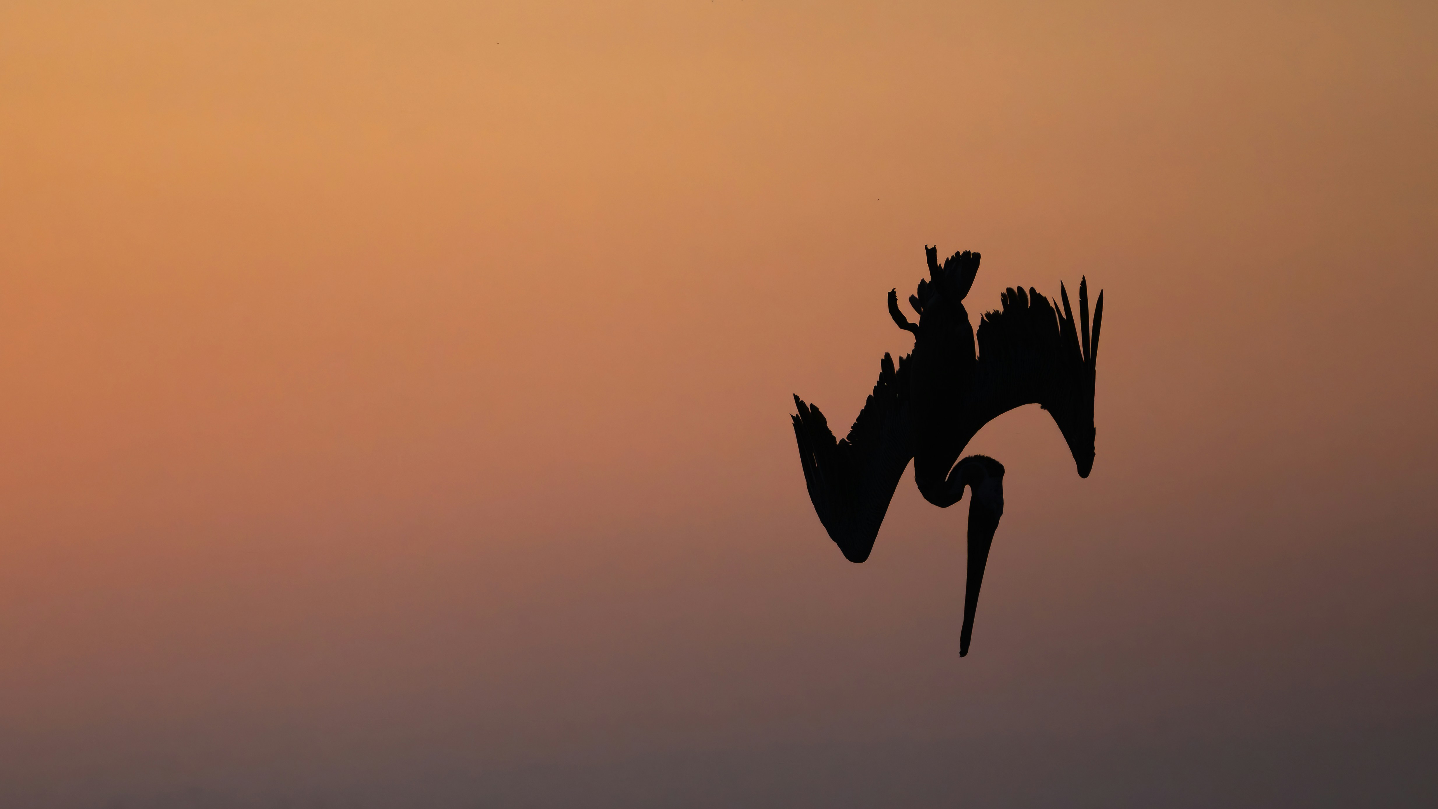 A pelican in silhouette diving against a warm orange sky