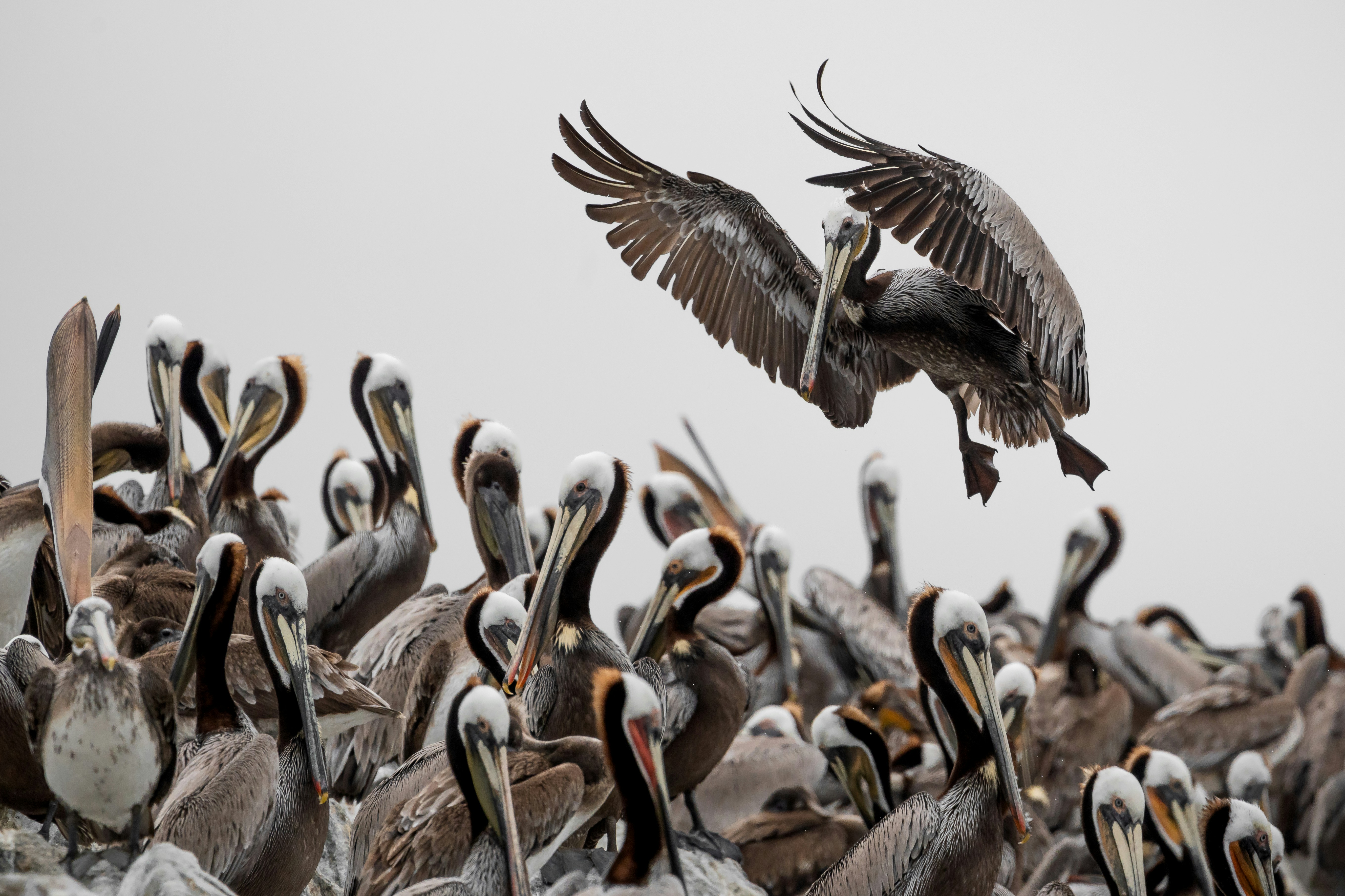 A brown pelican landing with wings spread above a large flock of pelicans