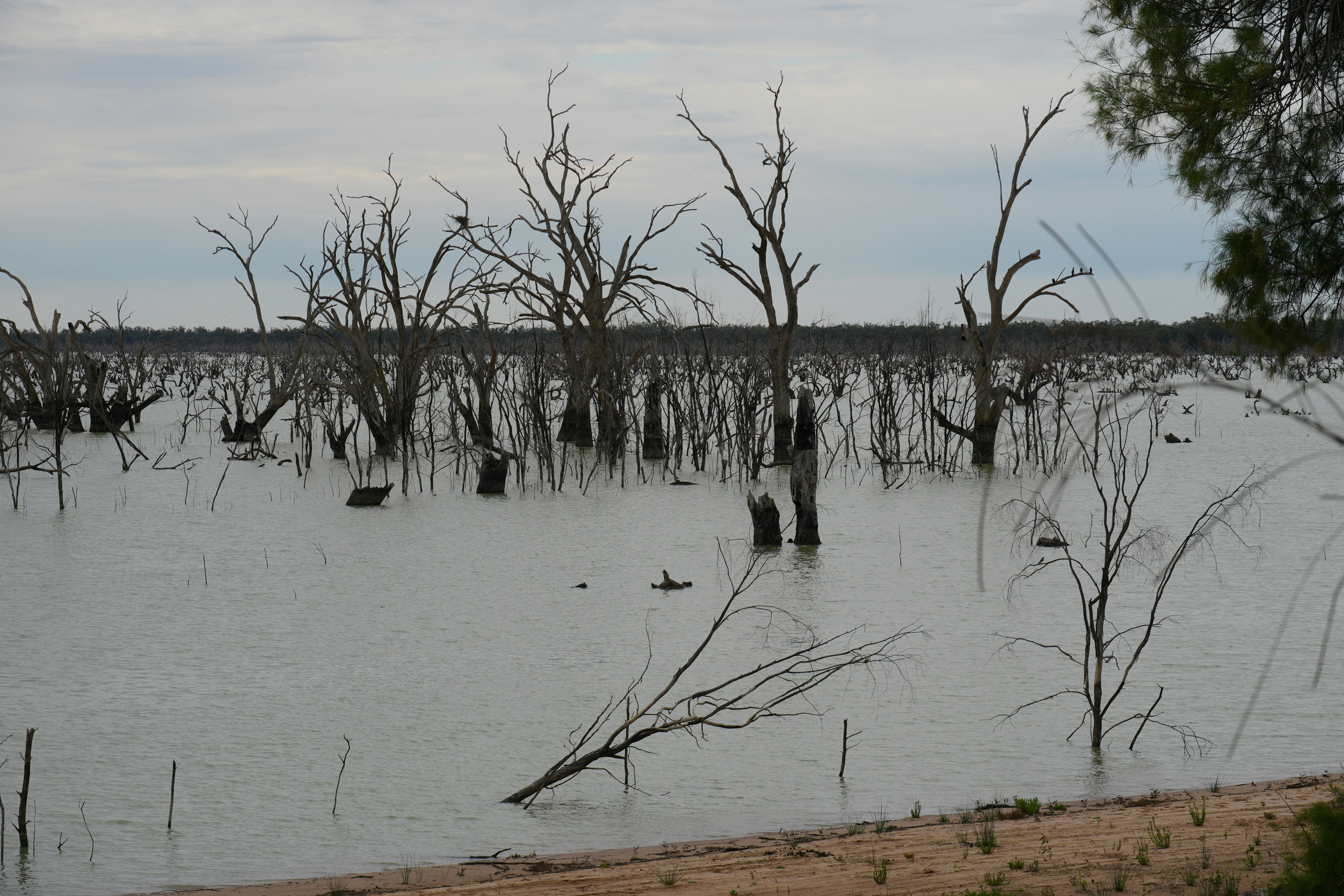 Árvores mortas paradas na água rasa de um lago sob um céu nublado