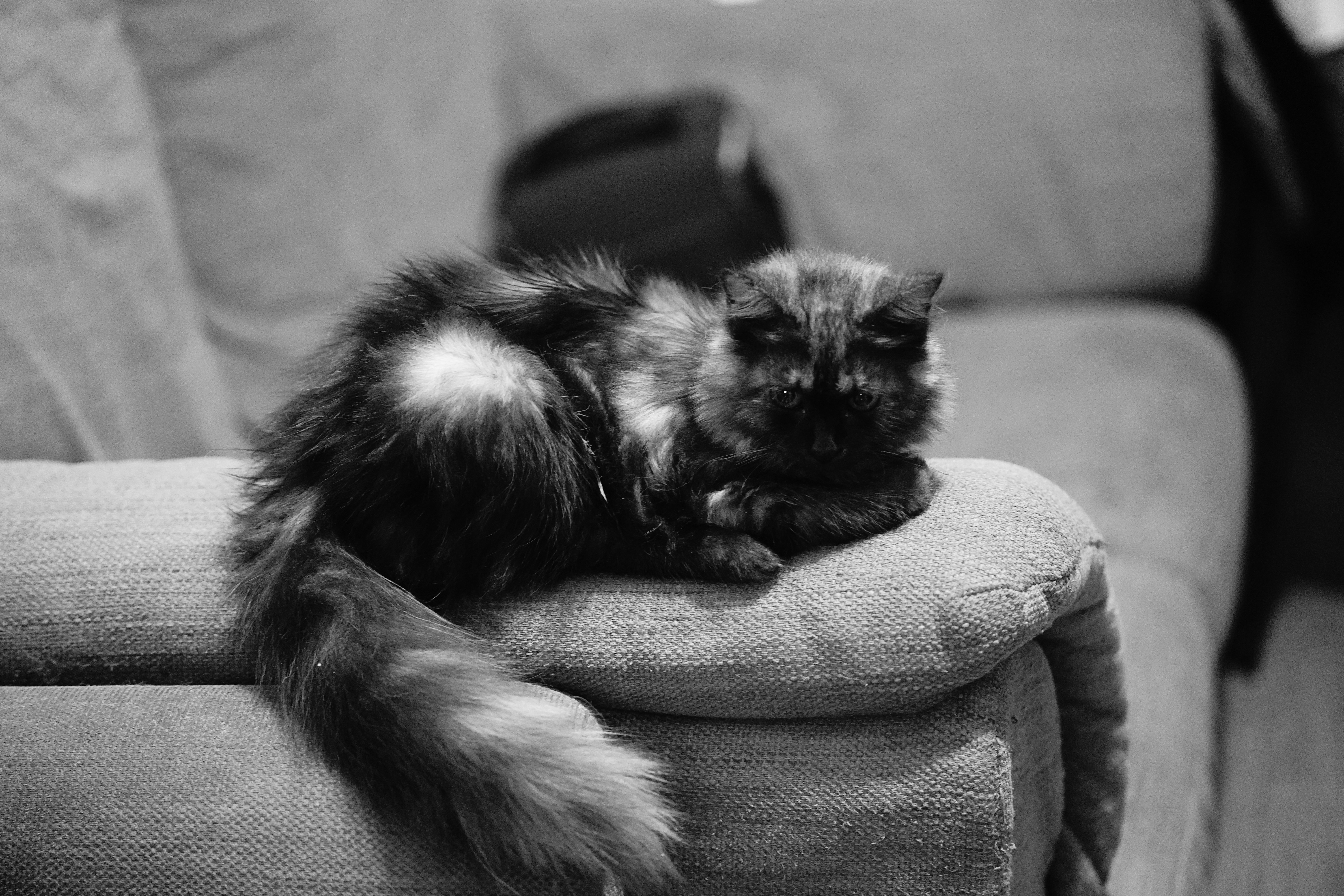 A long-haired tortoiseshell cat resting on the arm of a fabric sofa