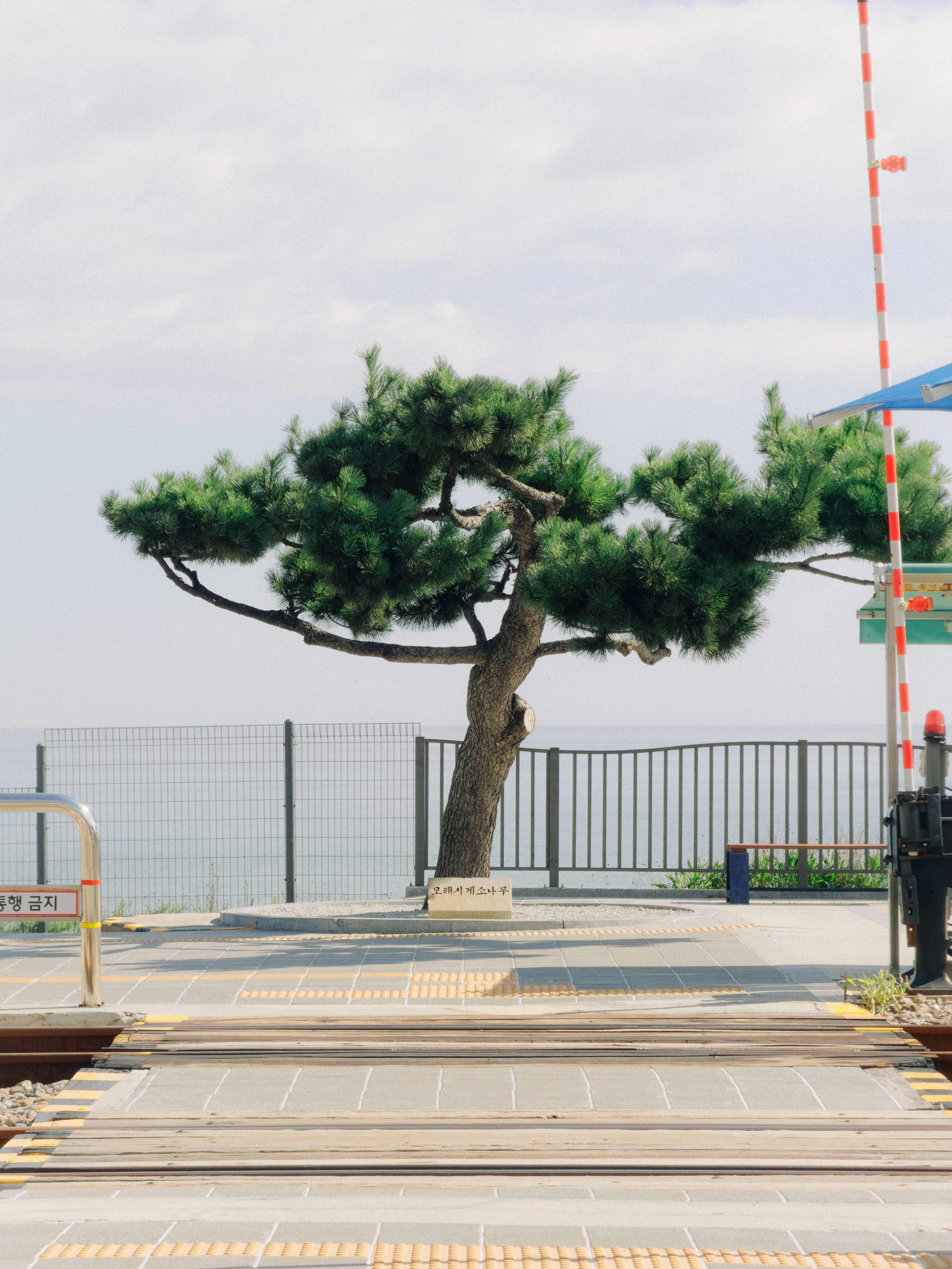 A pine tree behind a railway crossing with a metal fence and sea